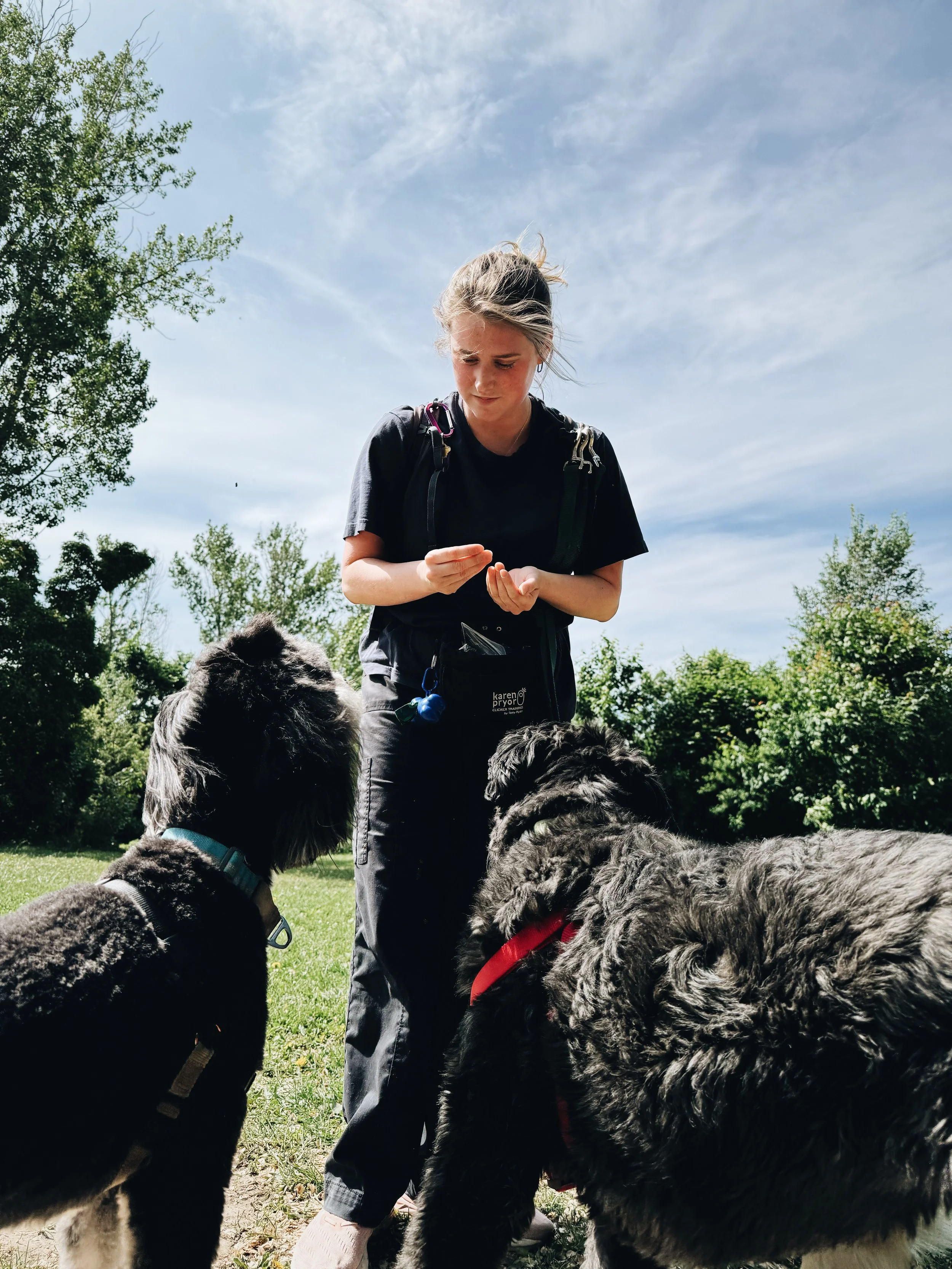 A young woman with a backpack grooming three large fluffy dogs outdoors on a sunny day with a blue sky and green trees in the background.