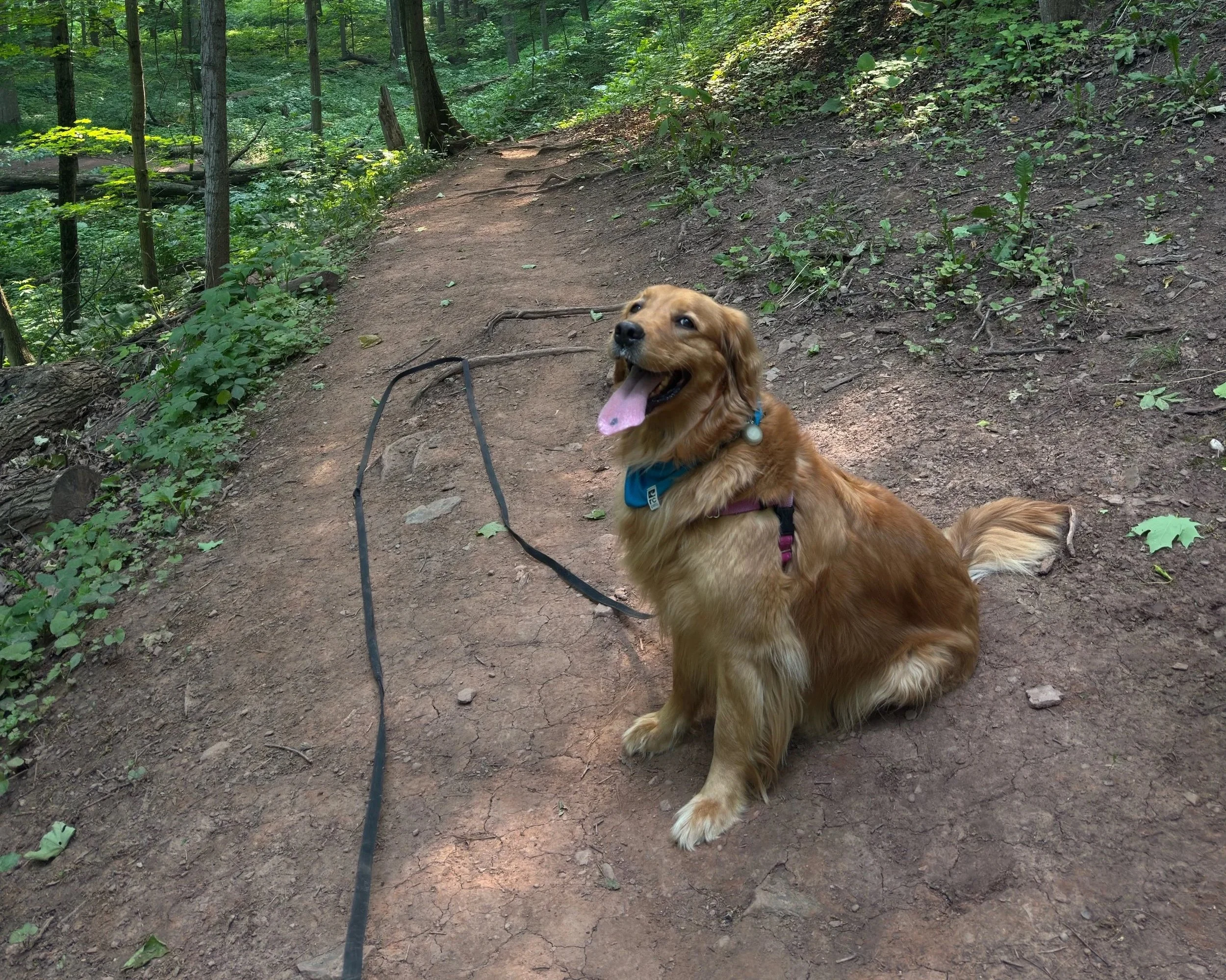 A happy golden retriever dog sitting on a dirt trail in a lush green forest. Working on off-leash recall during the walk and train sessions in the Greater Toronto Area