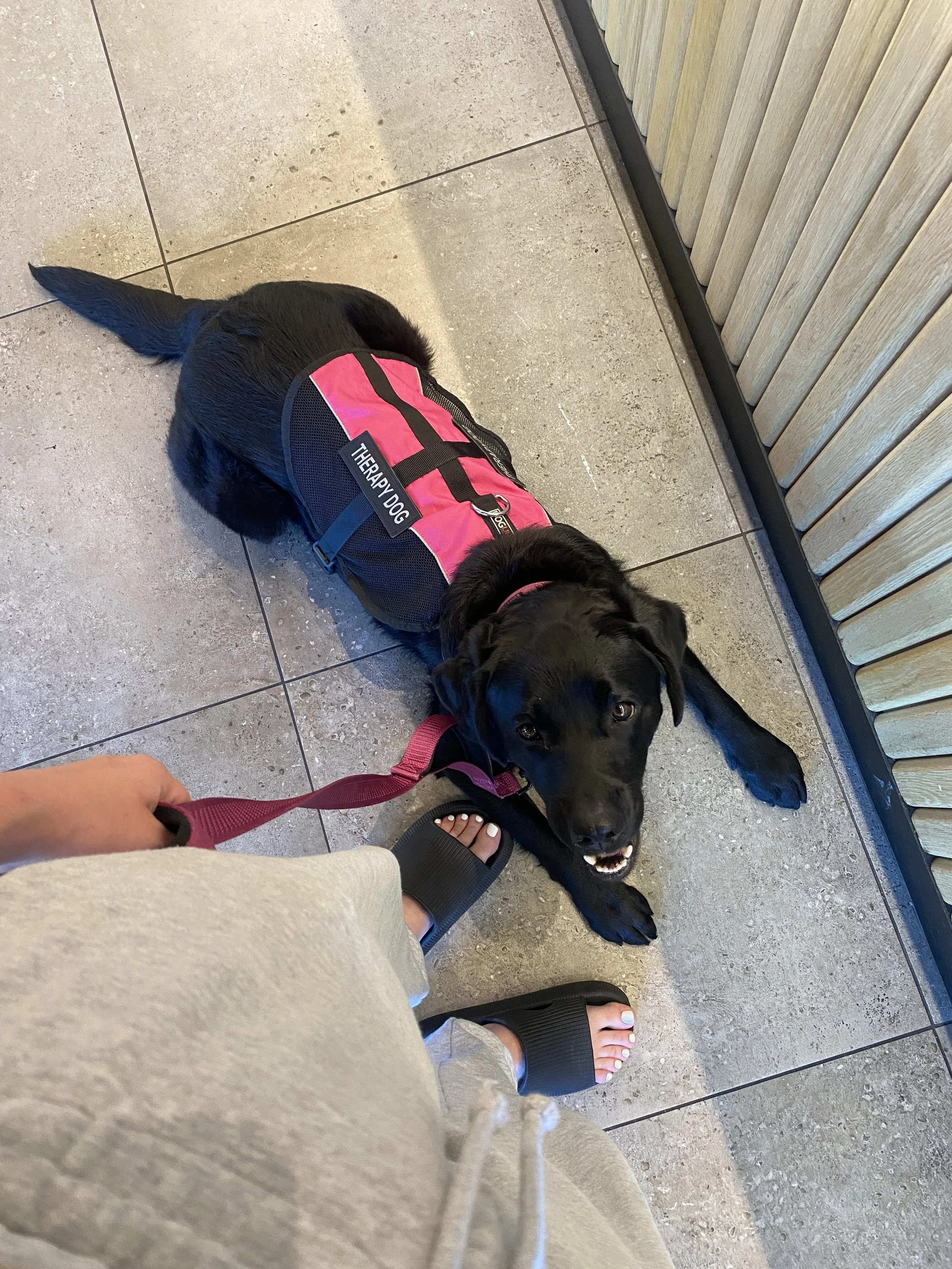 A black Labrador Retriever puppy lying on the floor while wearing a pink harness labeled 'Therapy Dog'. The puppy is looking up at the camera.