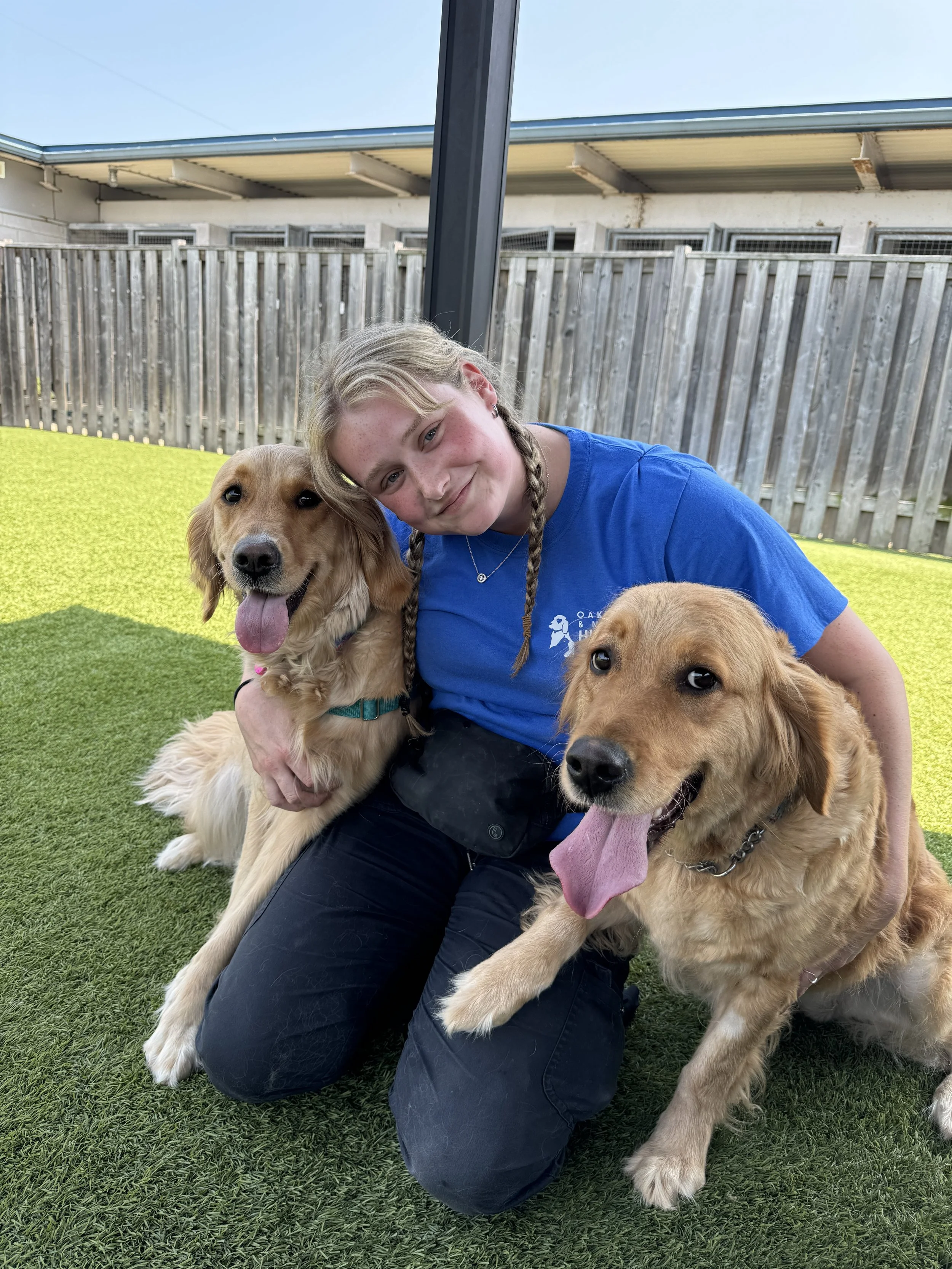 A girl with braided hair kneeling on artificial grass, hugging two golden retrievers with their tongues out, in a fenced outdoor area under a shelter.