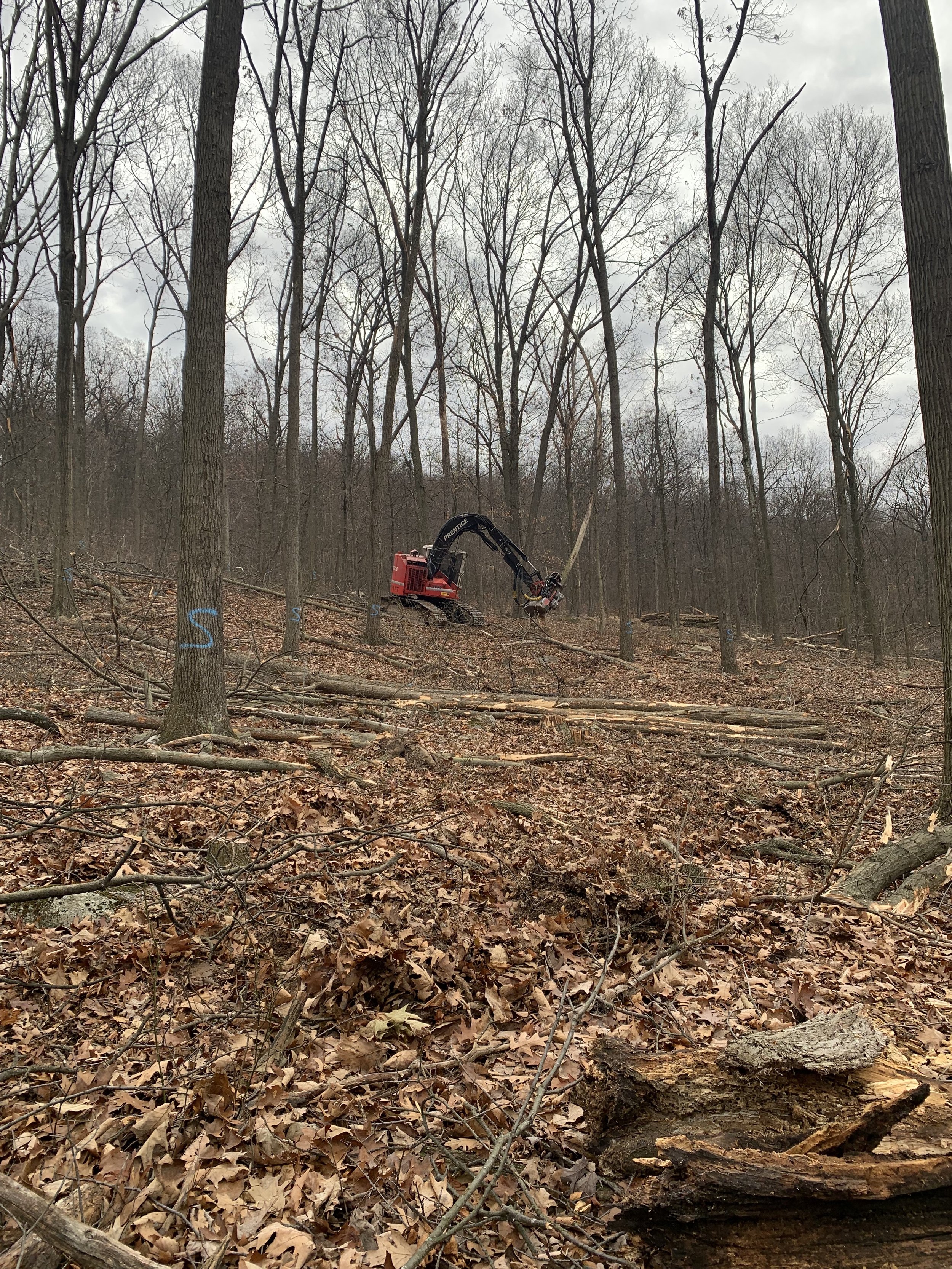 A forest with leafless trees and a small orange excavator with a tree-cutting attachment working on fallen branches and tree limbs.