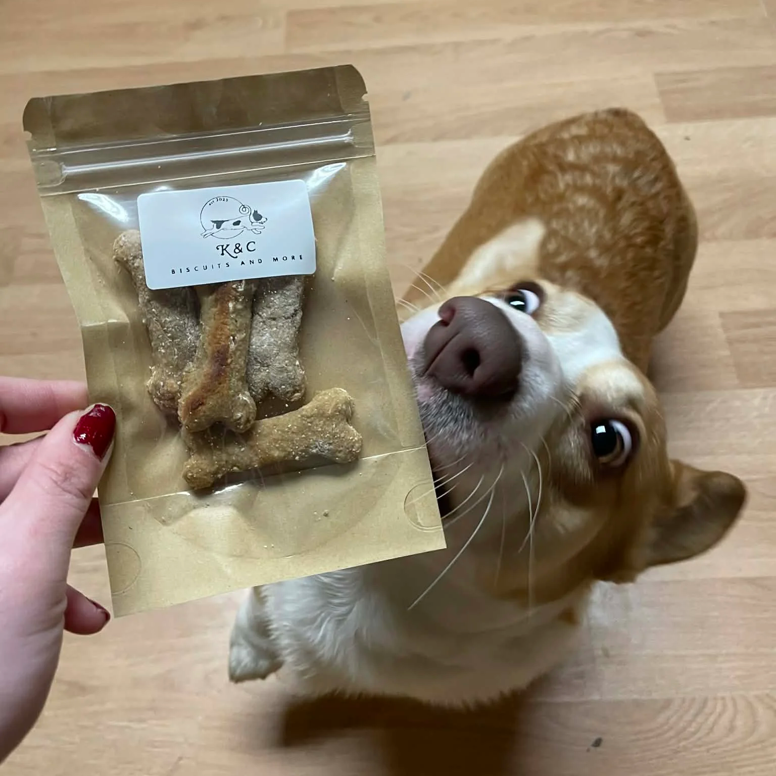 A corgi dog looking up at a package of dog treats shaped like bones, held by a person's hand with red painted nails.