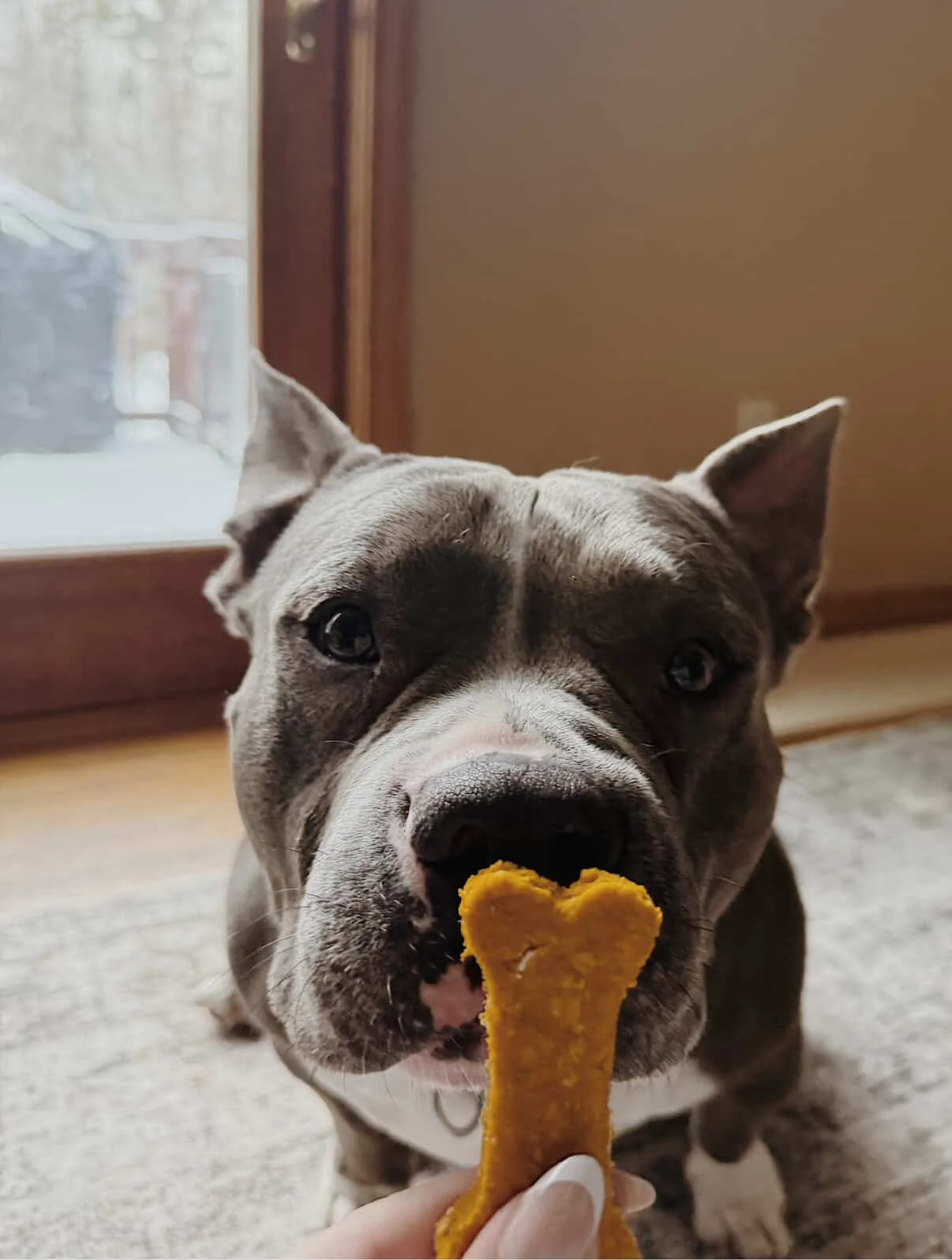 Close-up of a brindle and white dog with a bone-shaped treat in its mouth, indoors near a window.