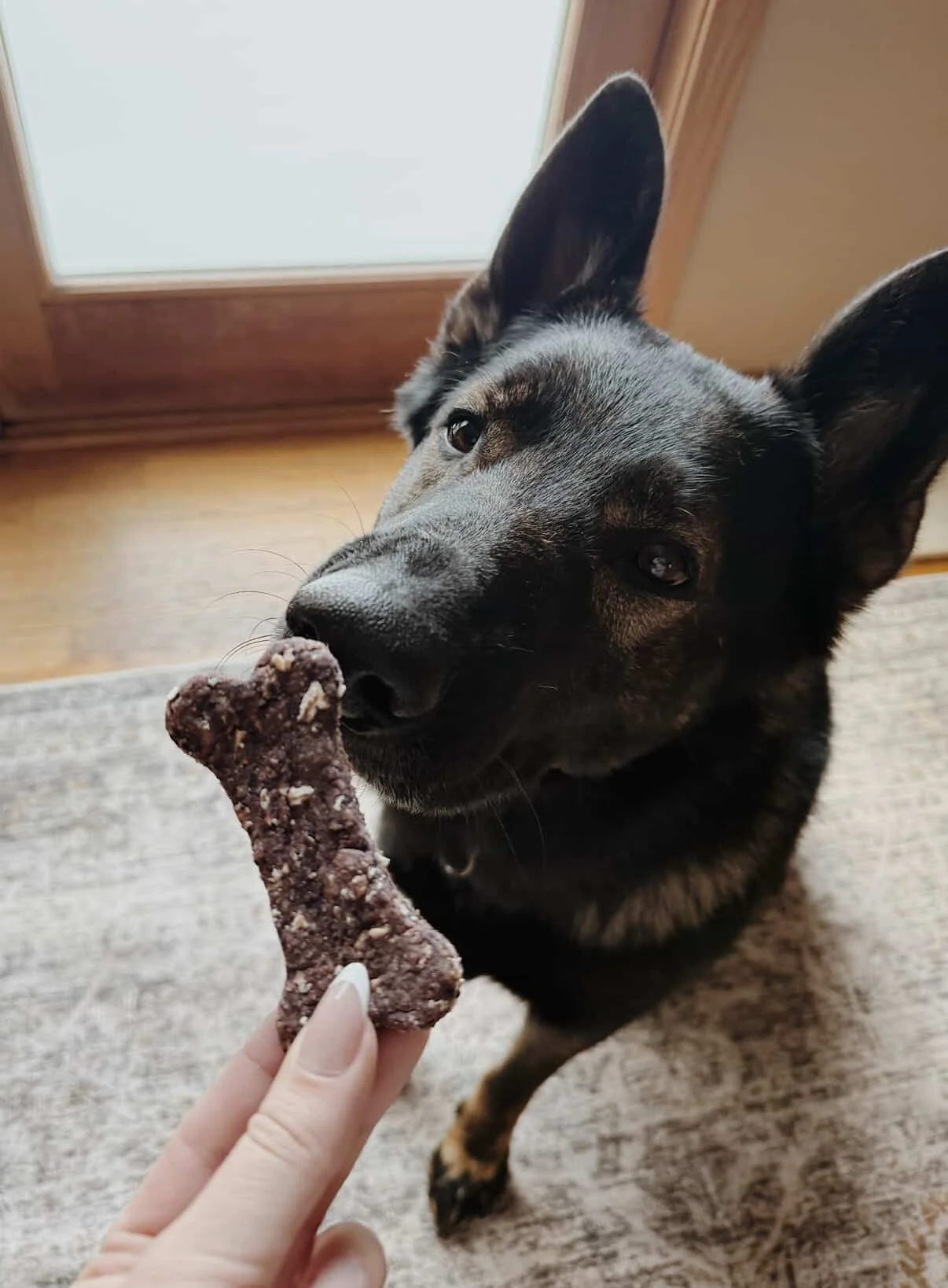A black and brown dog sniffing a large, brown, bone-shaped treat being held by a hand indoors near a door with a glass window.