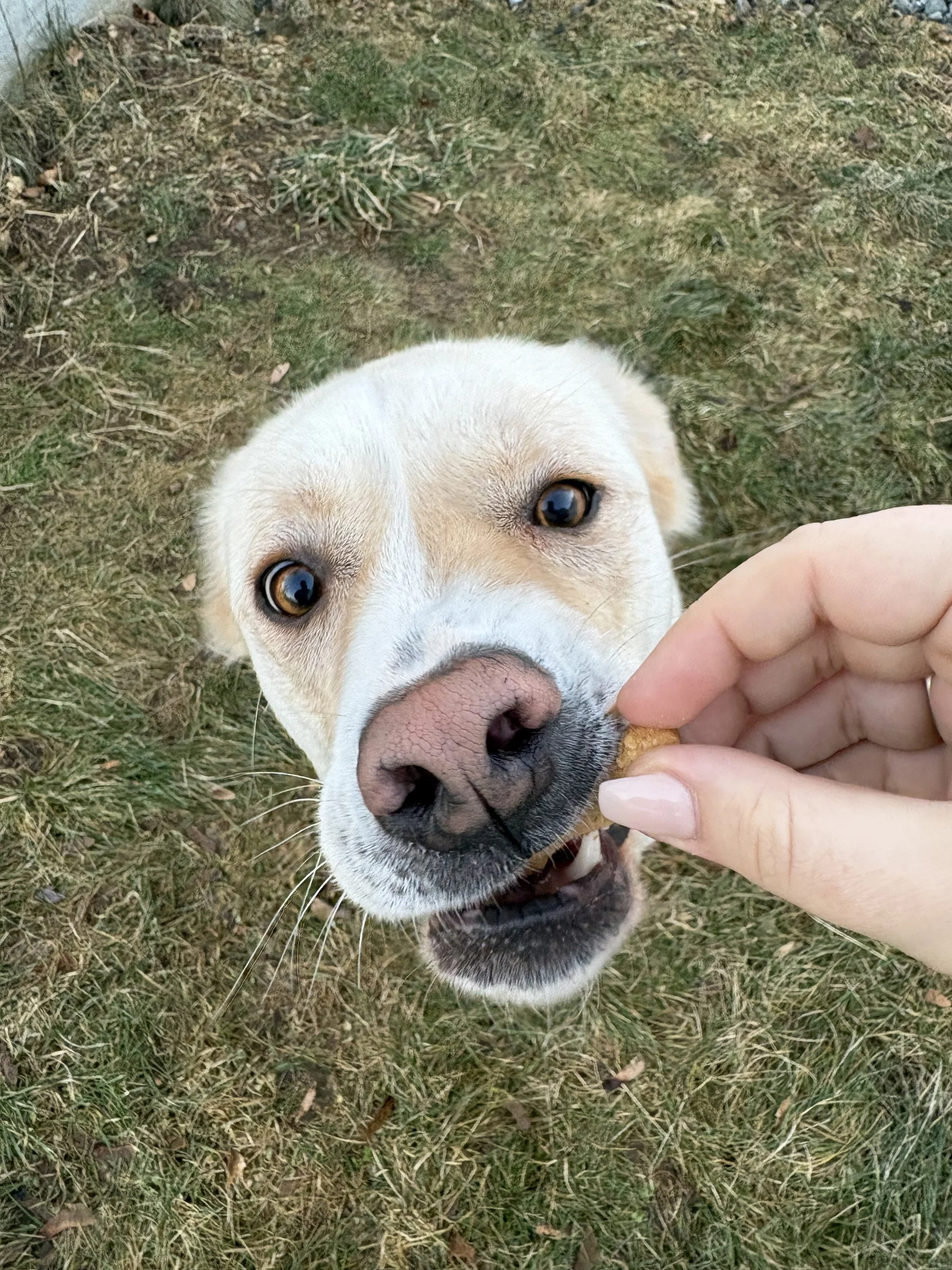 A dog with a light-colored coat and dark eyes taking a treat from a person's hand outdoors on grass.
