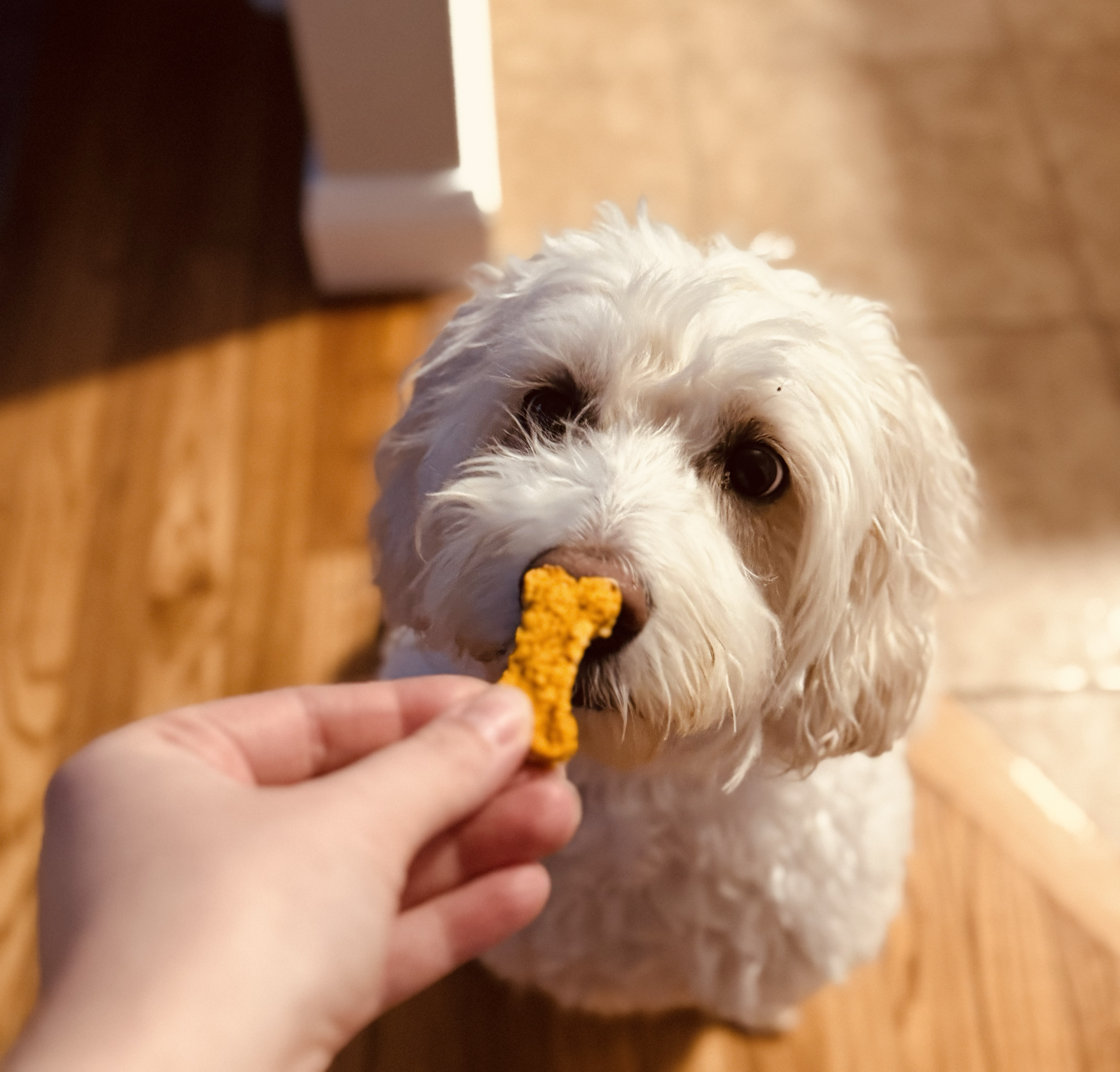 A white, curly-haired dog with one eye in the center of the face, looking at a treat shaped like a bone being offered by a person's hand.