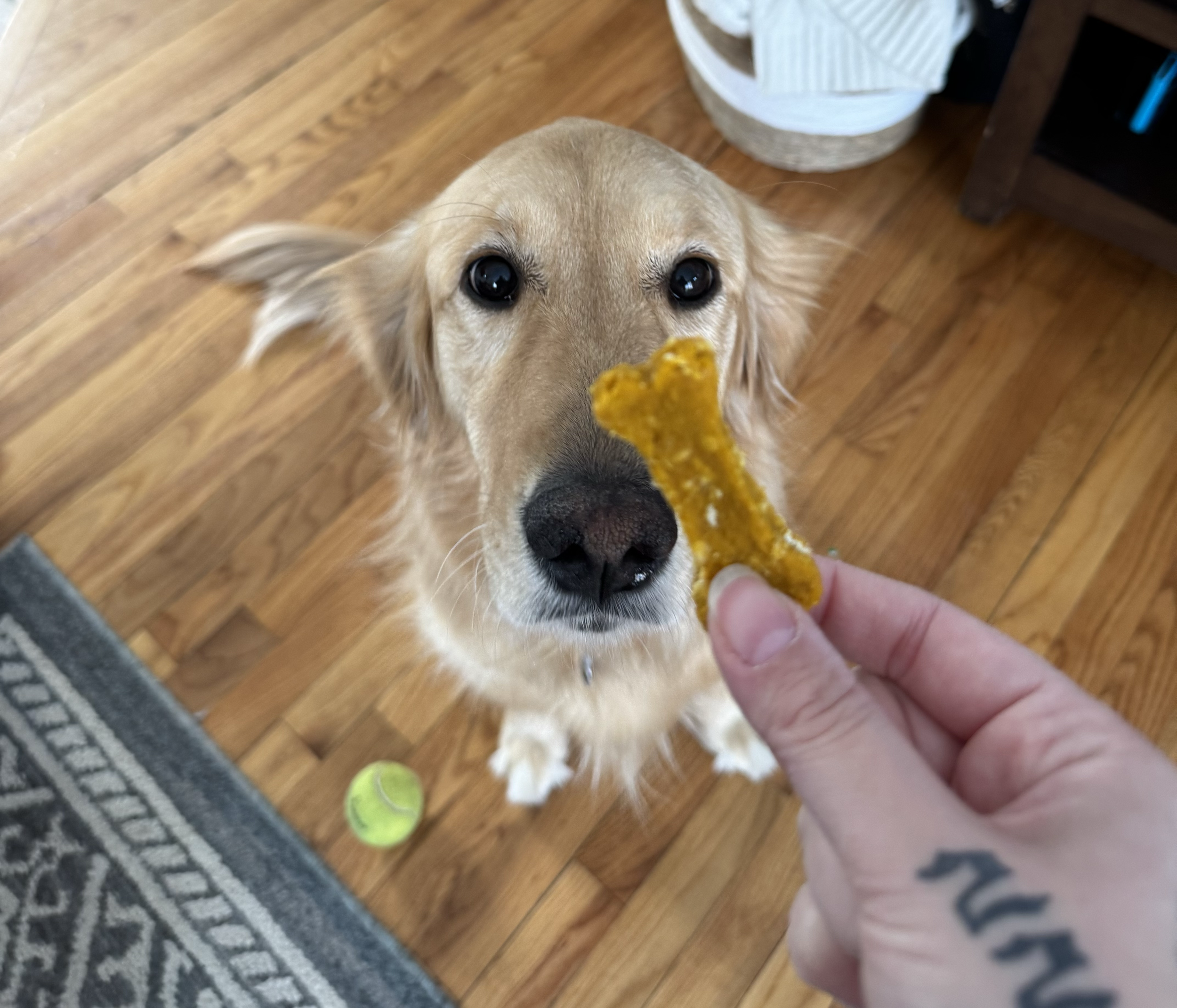 A golden retriever dog looking at a dog treat in a person's hand, with a tennis ball on a wooden floor nearby.
