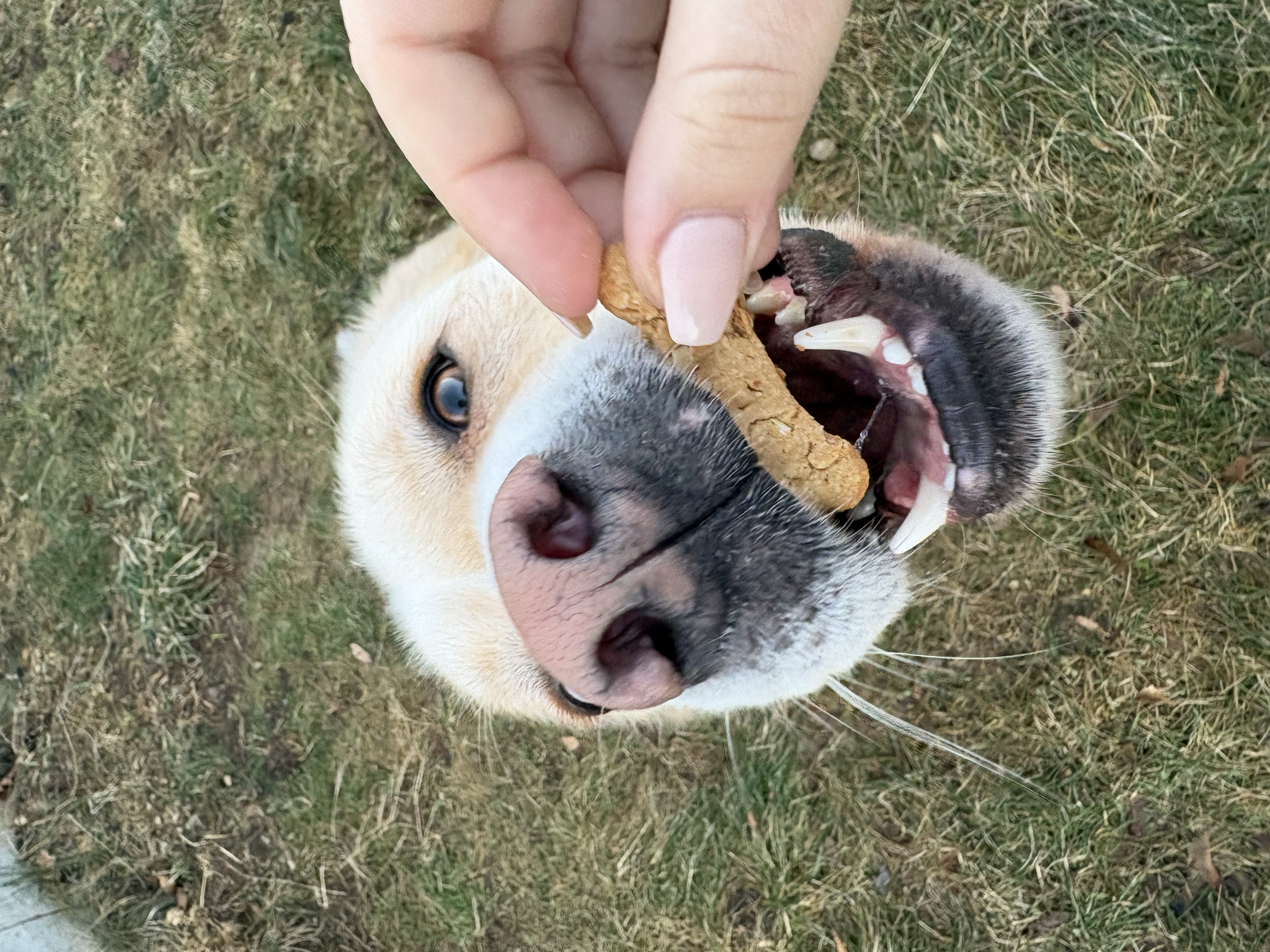 A playful dog with a black patch around its left eye and white fur, is outside on grass, biting into a treat held by a person's hand.