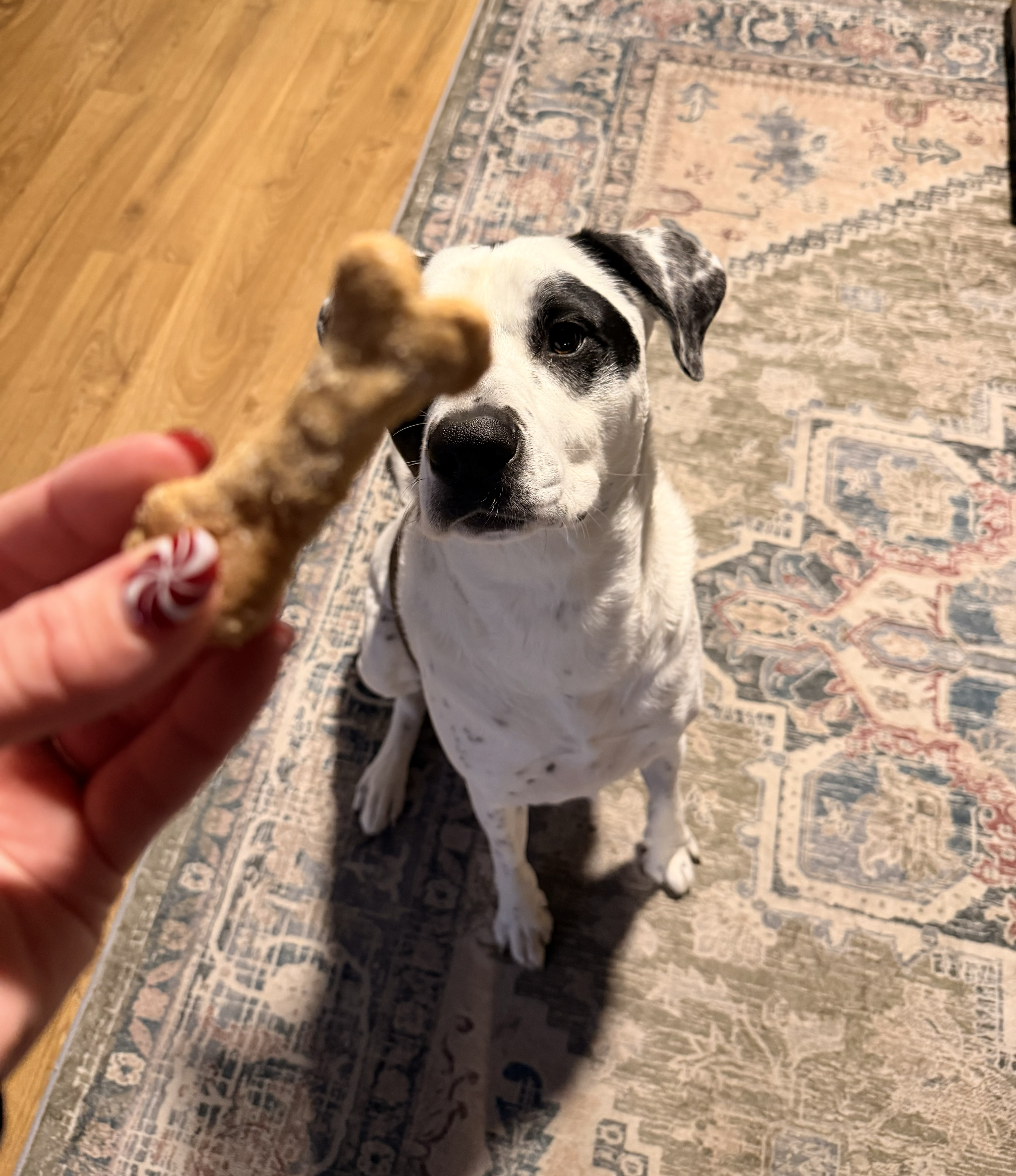 A dog sitting on a patterned rug looks at a treat held by a person. The treat is shaped like a bone or a stick, and the person's fingernails are painted with a red and white swirl design.