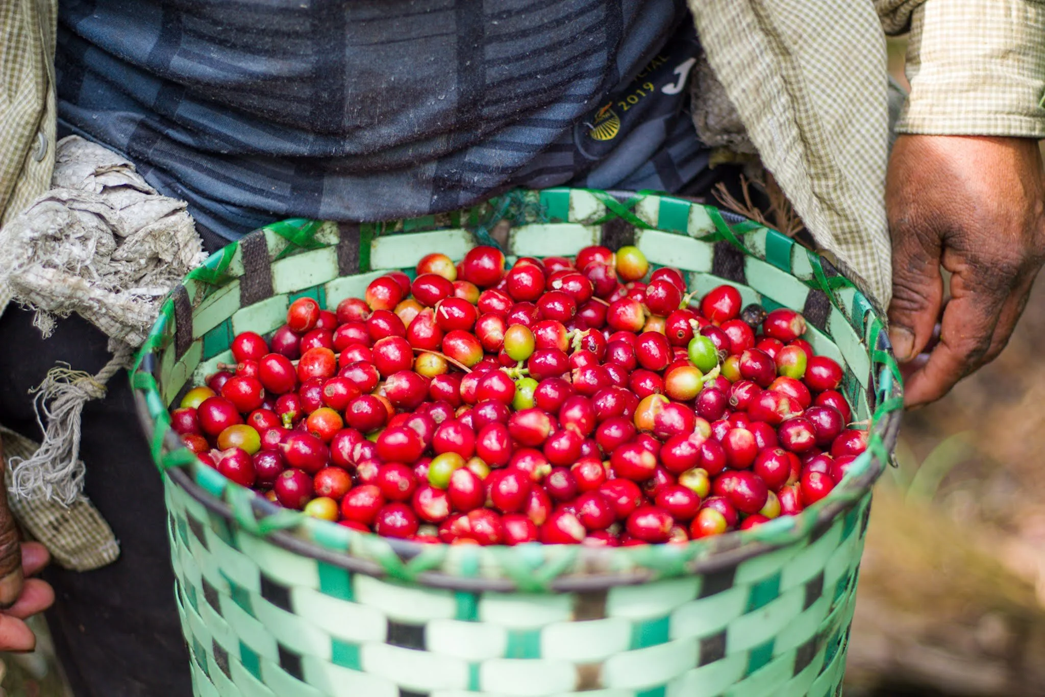 A basket full of coffee cherries