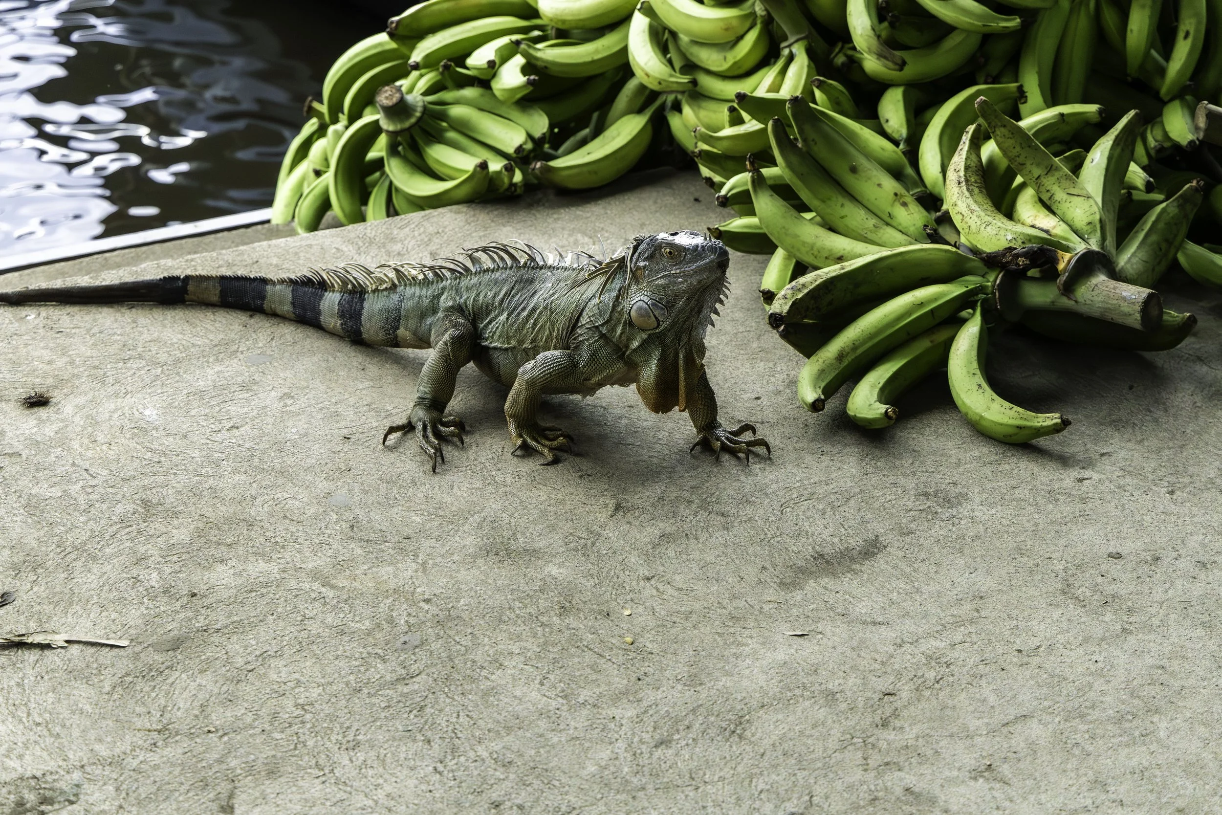 animals of costa rica.jpg