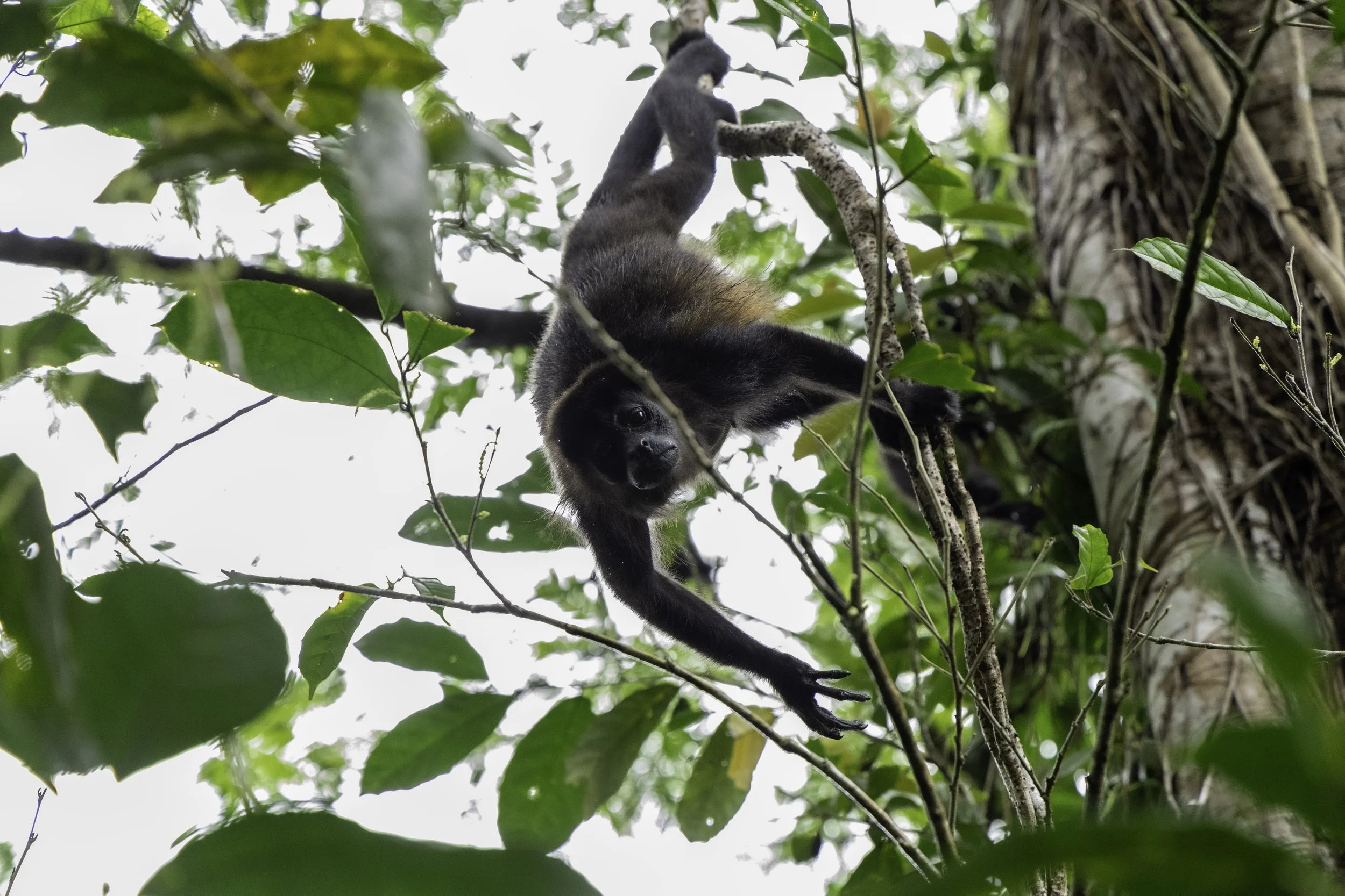 Monkey2.jpg