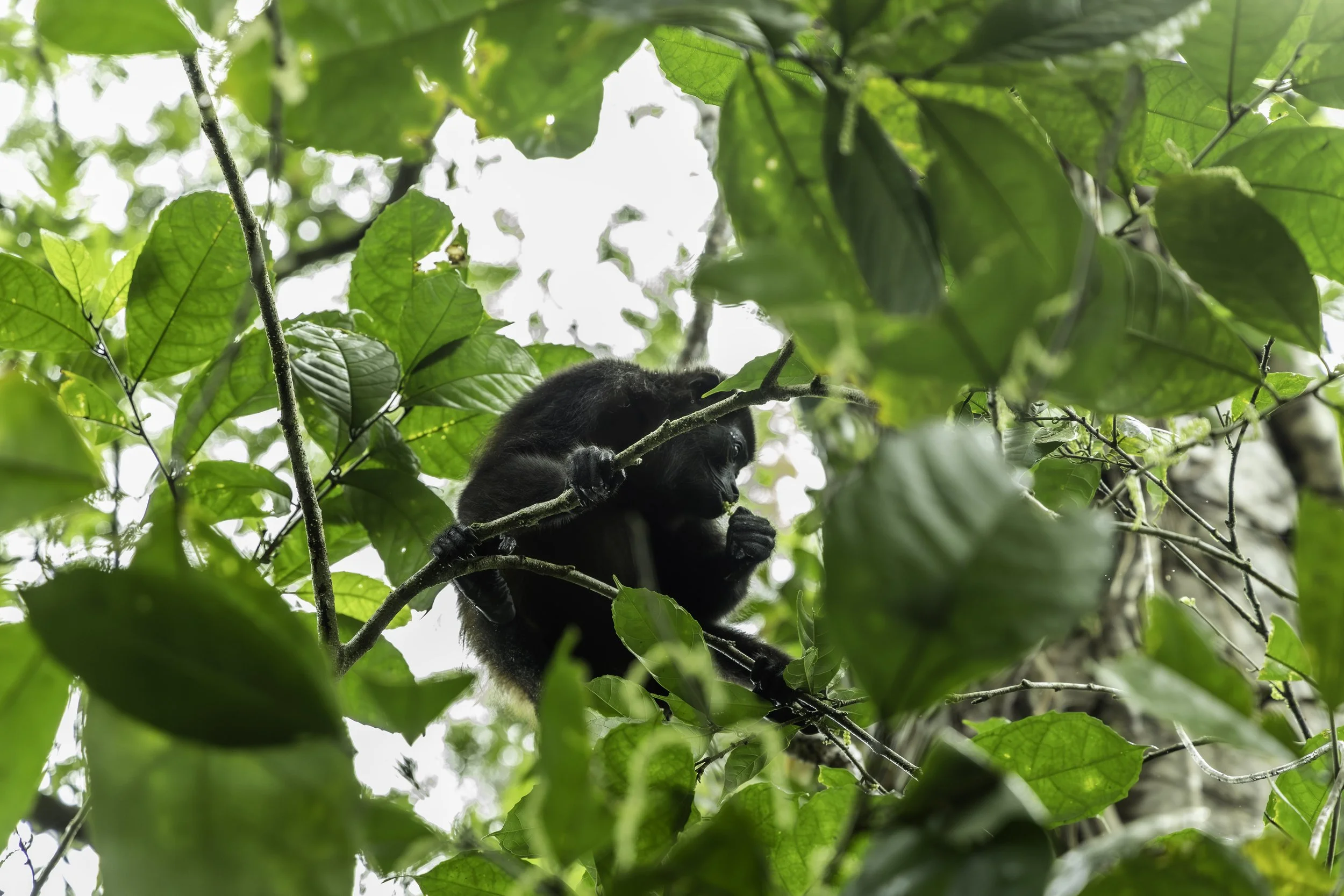 Monkeys1.jpg