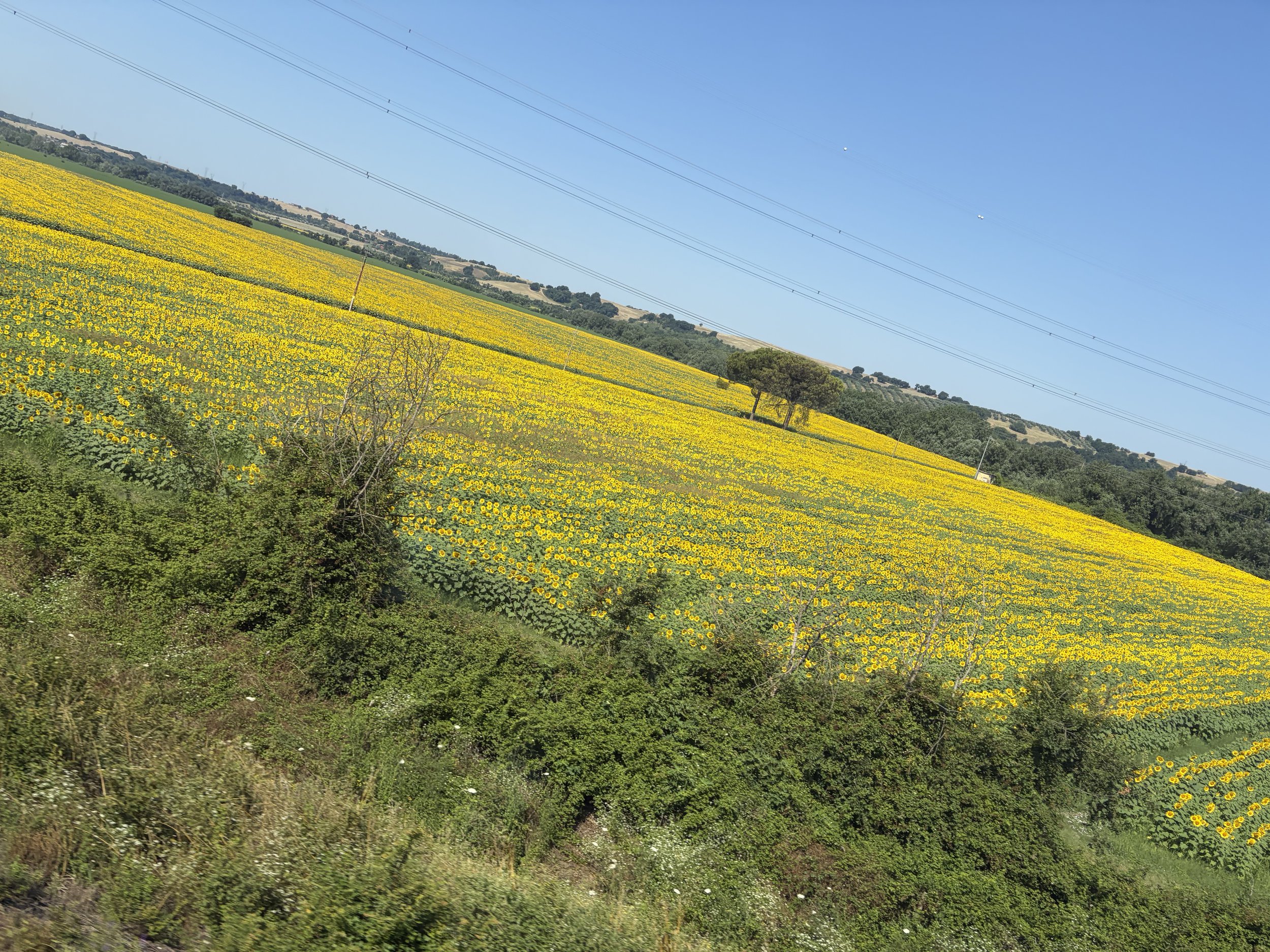 IMG_1461.jpeg