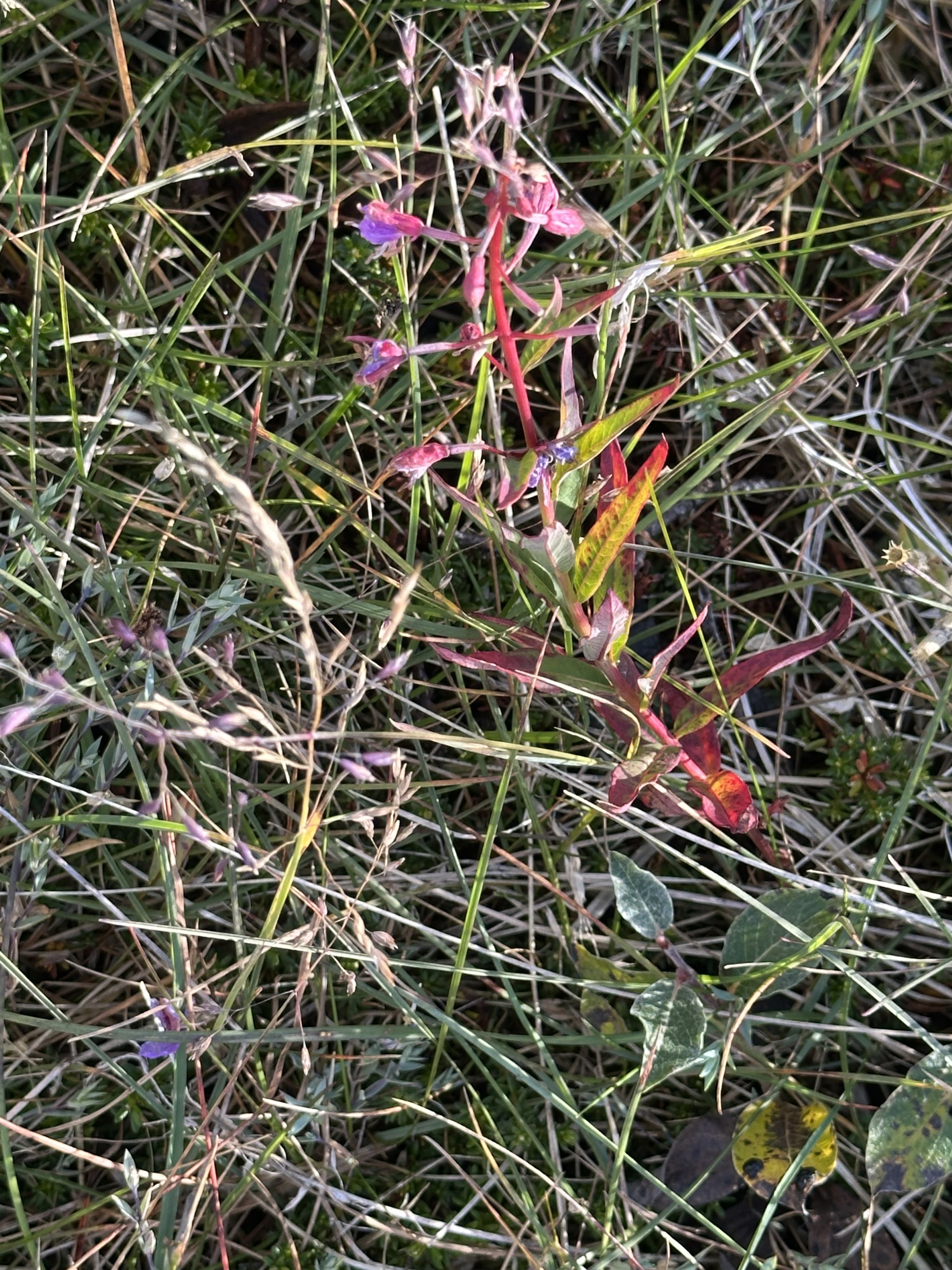 IMG_6528.jpeg