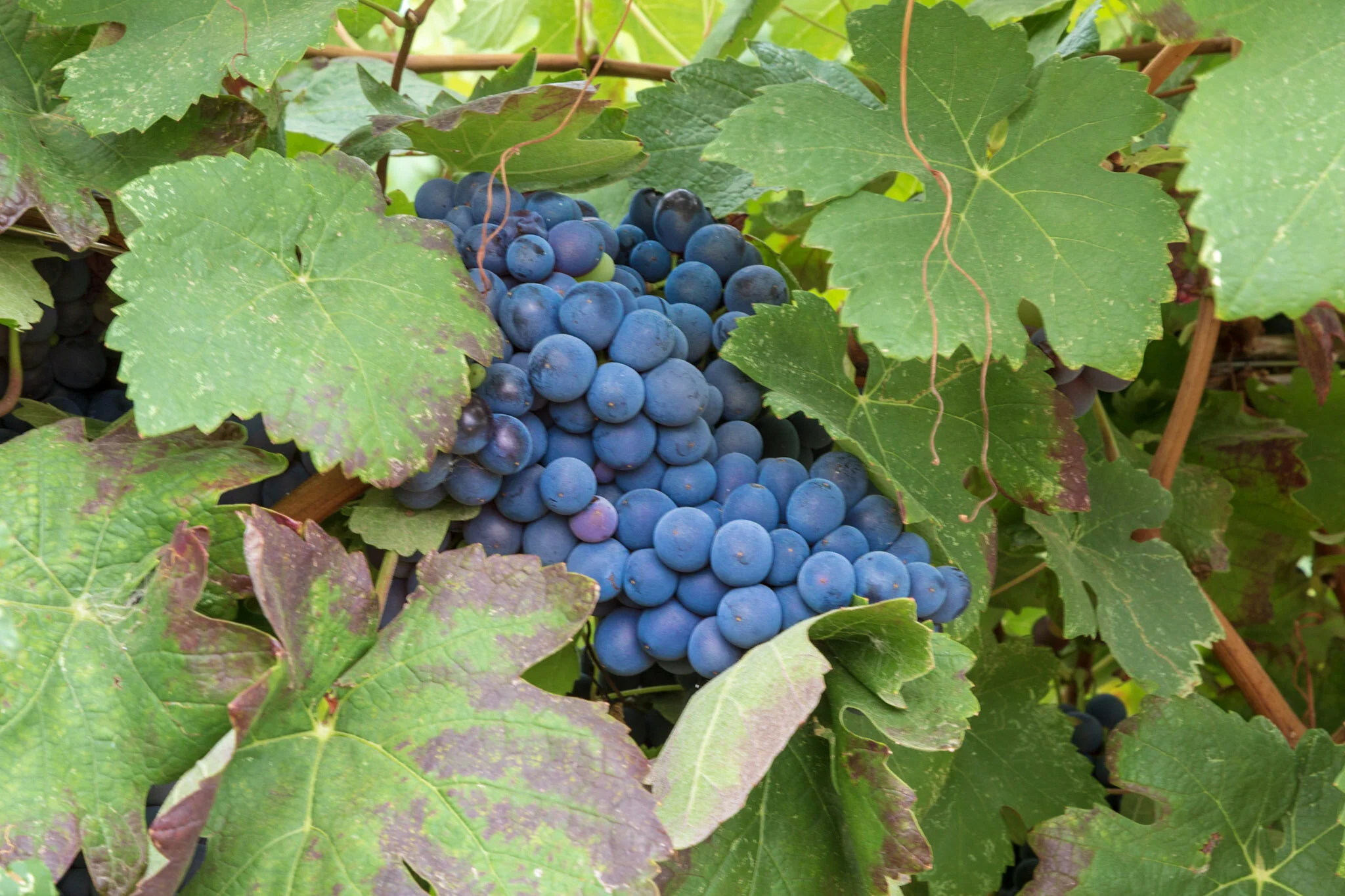 prime alture grapes.jpg
