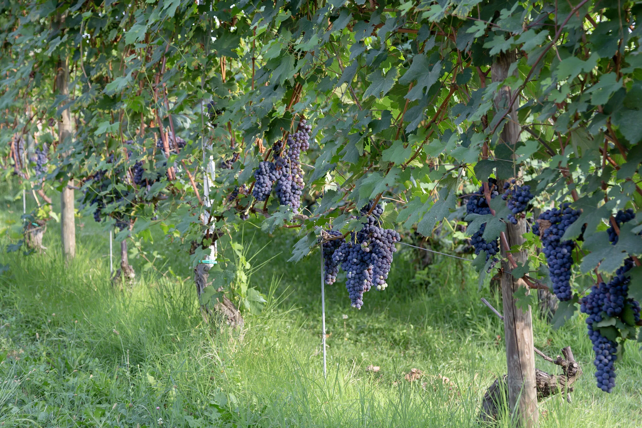 Copia di 307-20180823_2018_08_Italy_Wine_trip_326.jpg