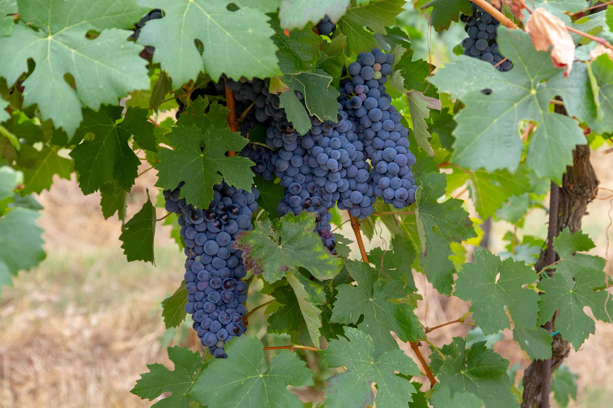 prime alture grapes(1).jpg