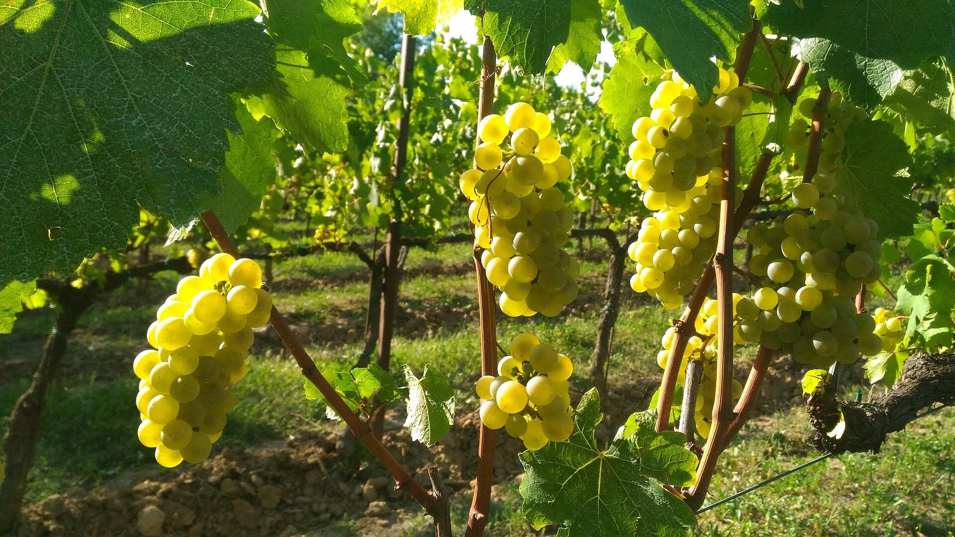 Franciacorta Vineyards