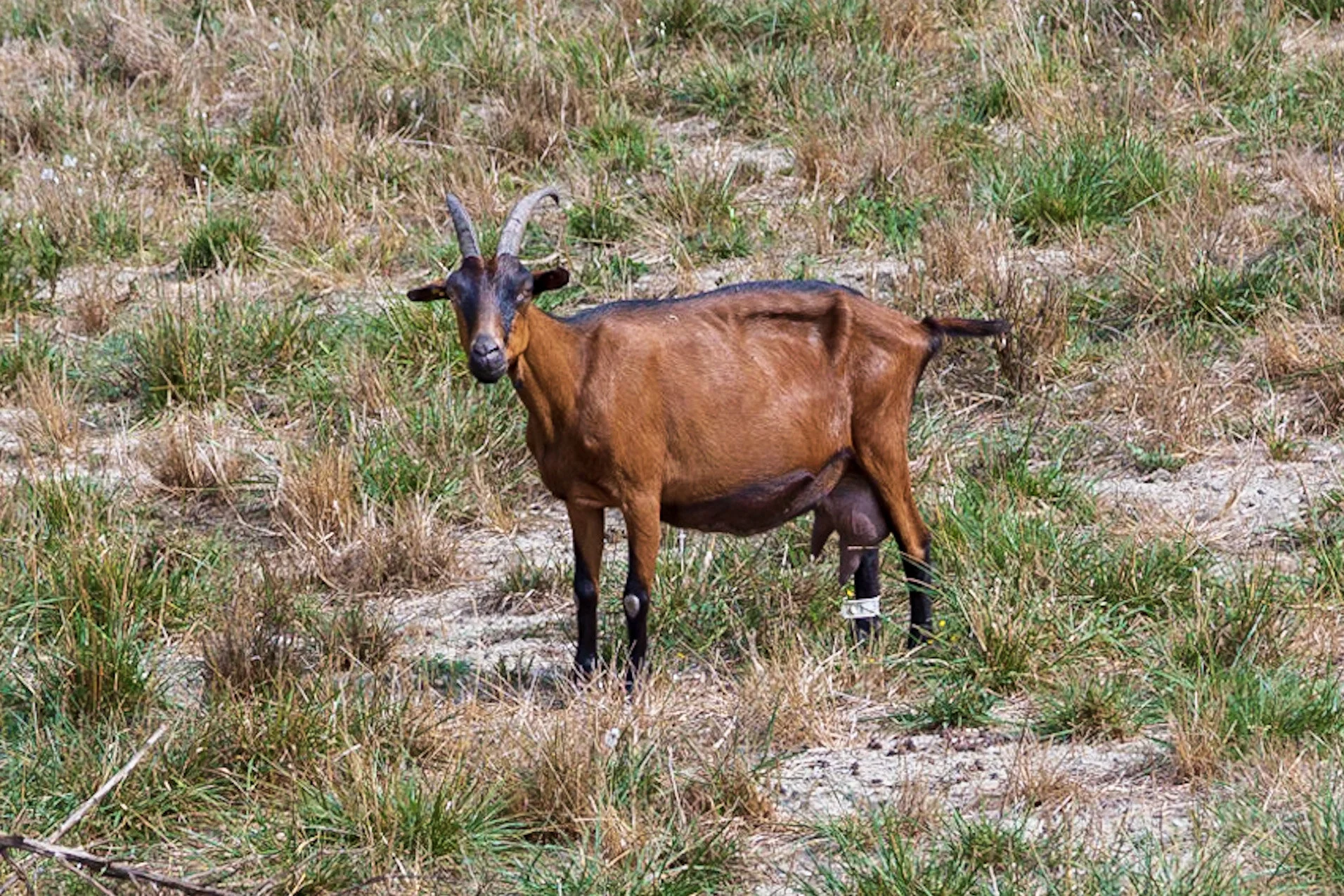 Try the exquisite local goat cheese