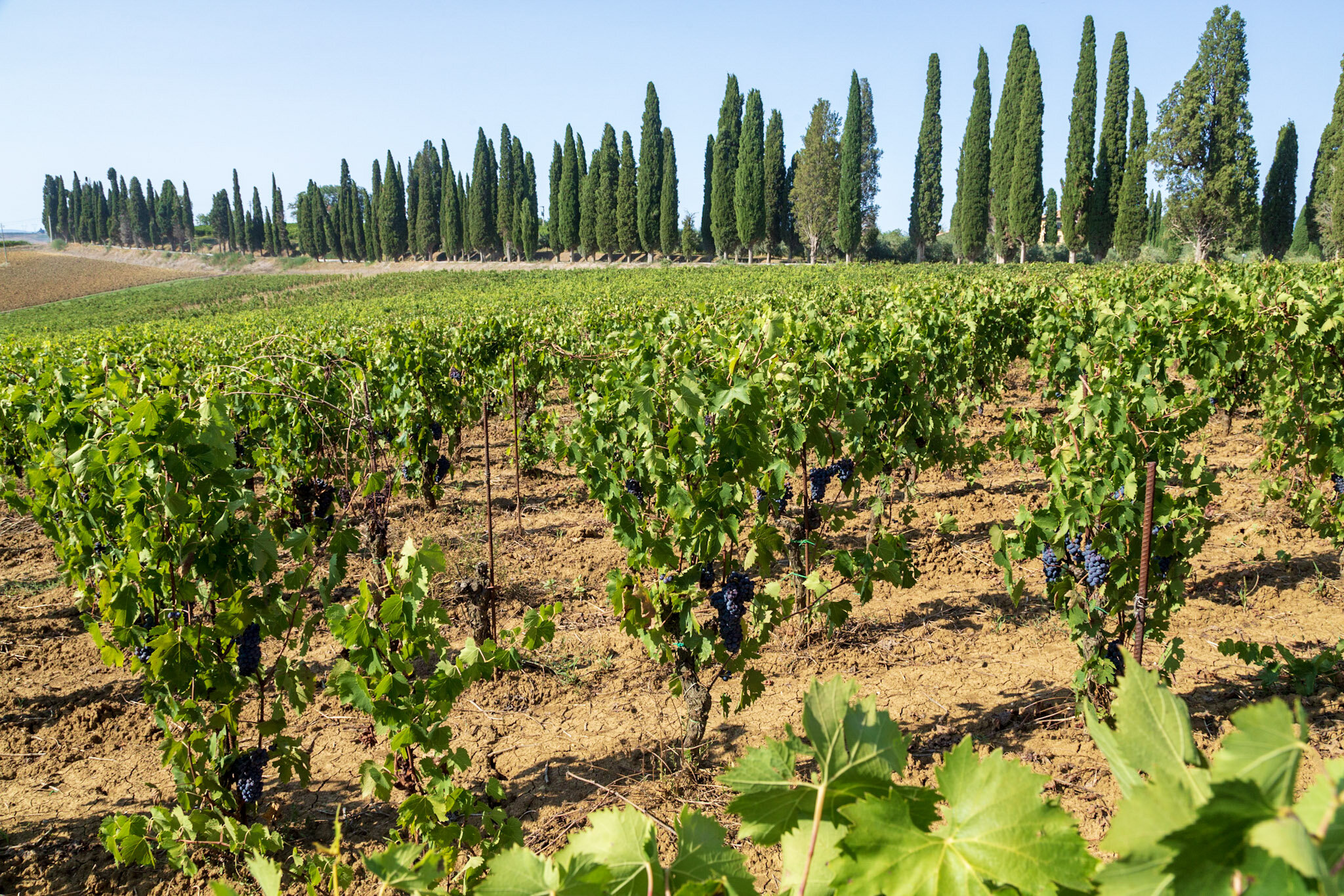 Avignonesi Vineyards