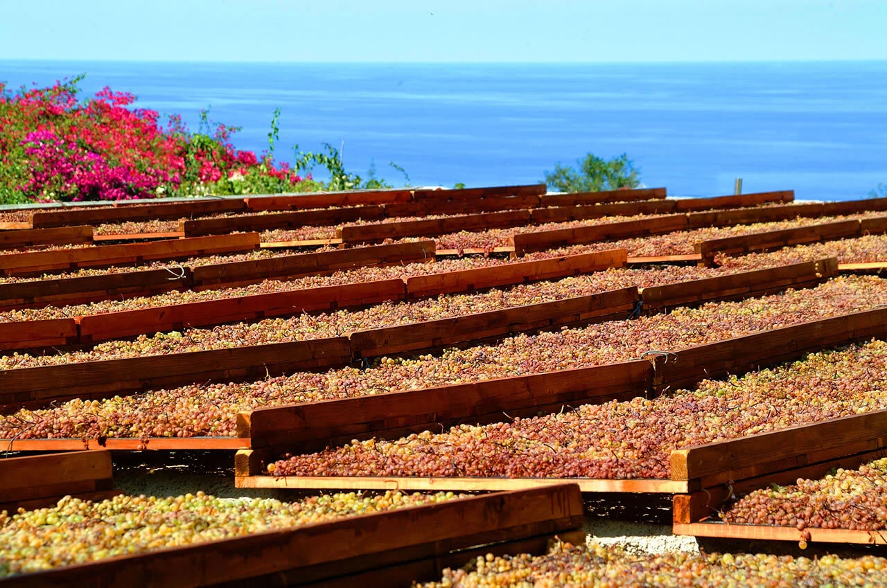 Azienda Agricola Virgona