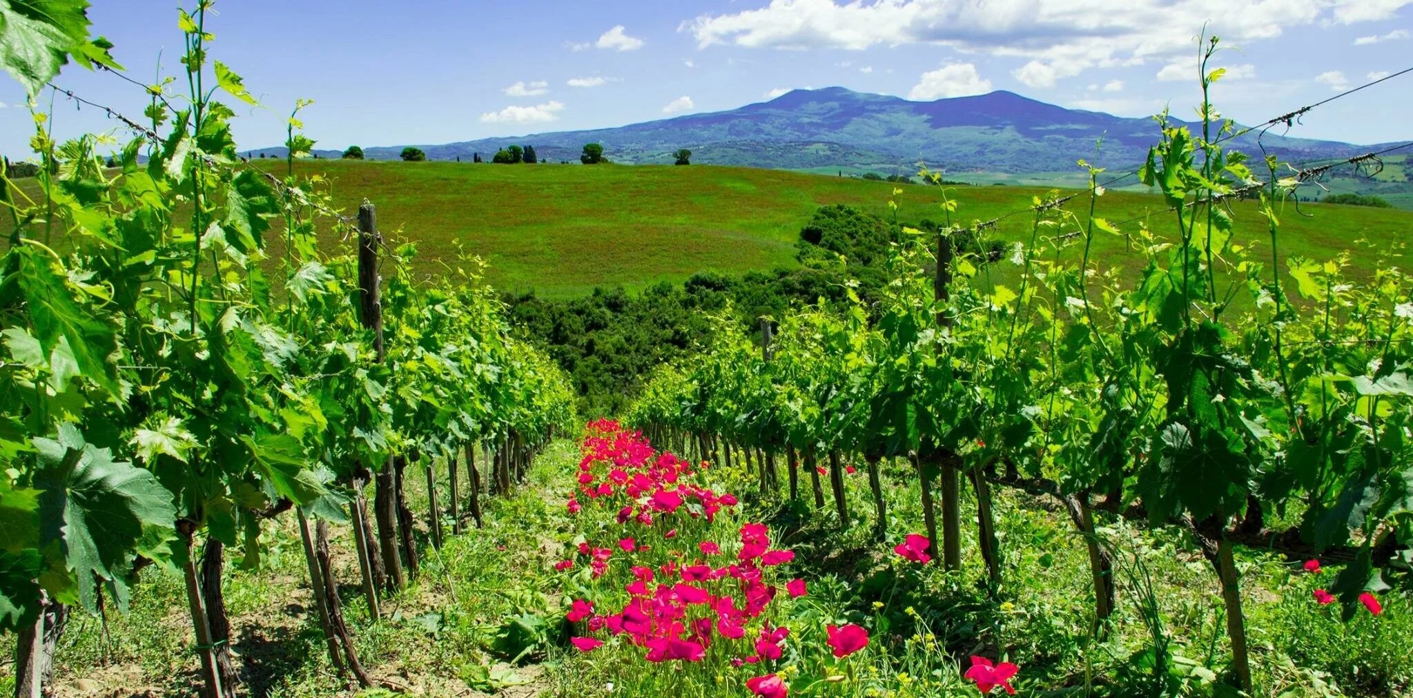 Casanova di Neri Winery