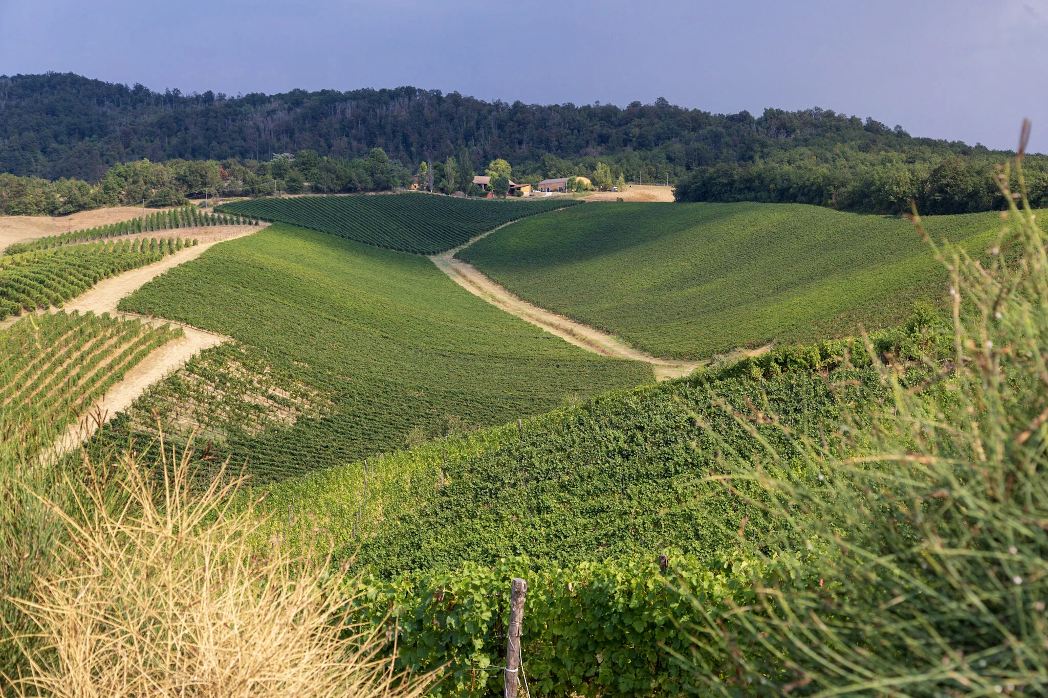 Pavia is land of excellent Pinot