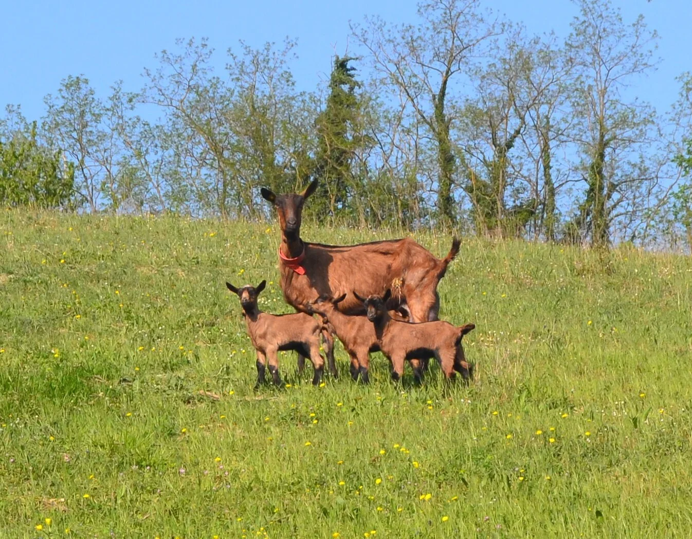 I Grater - eroialpascolo.jpeg