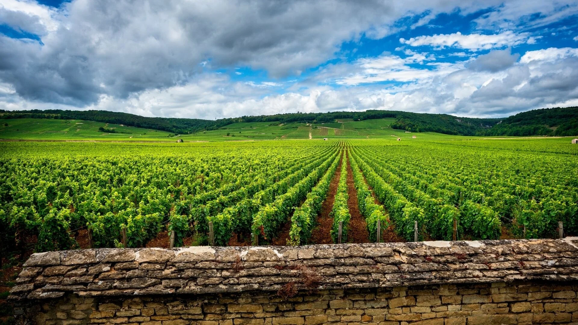 The “Climats” of Burgundy