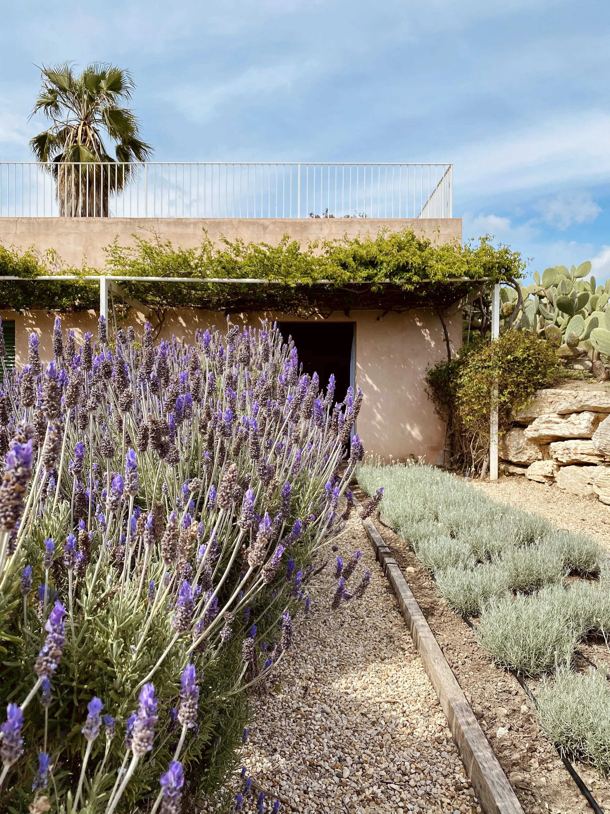 camera 7 lavanda.jpg