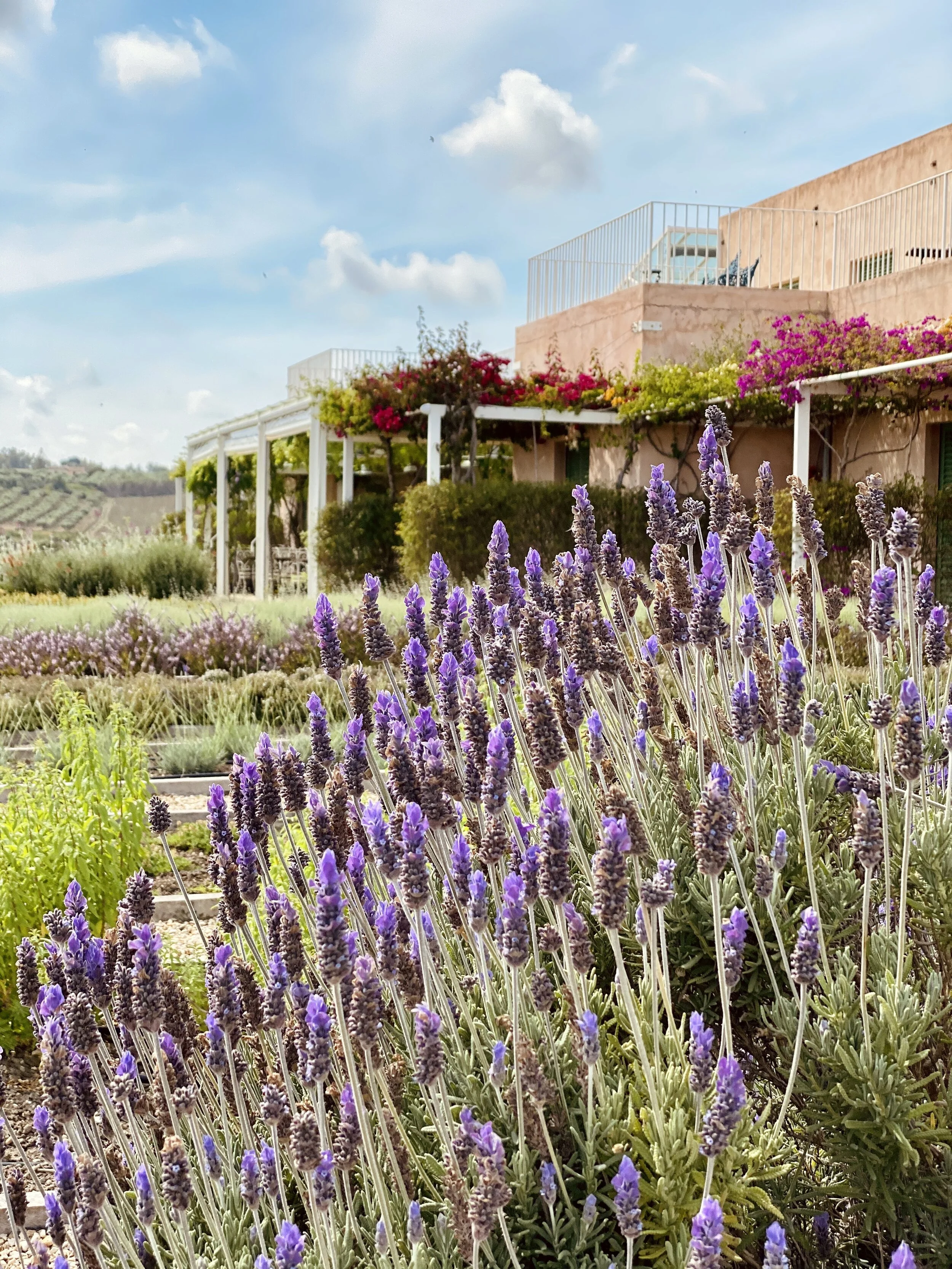 Giardino degli aromi_2.jpg