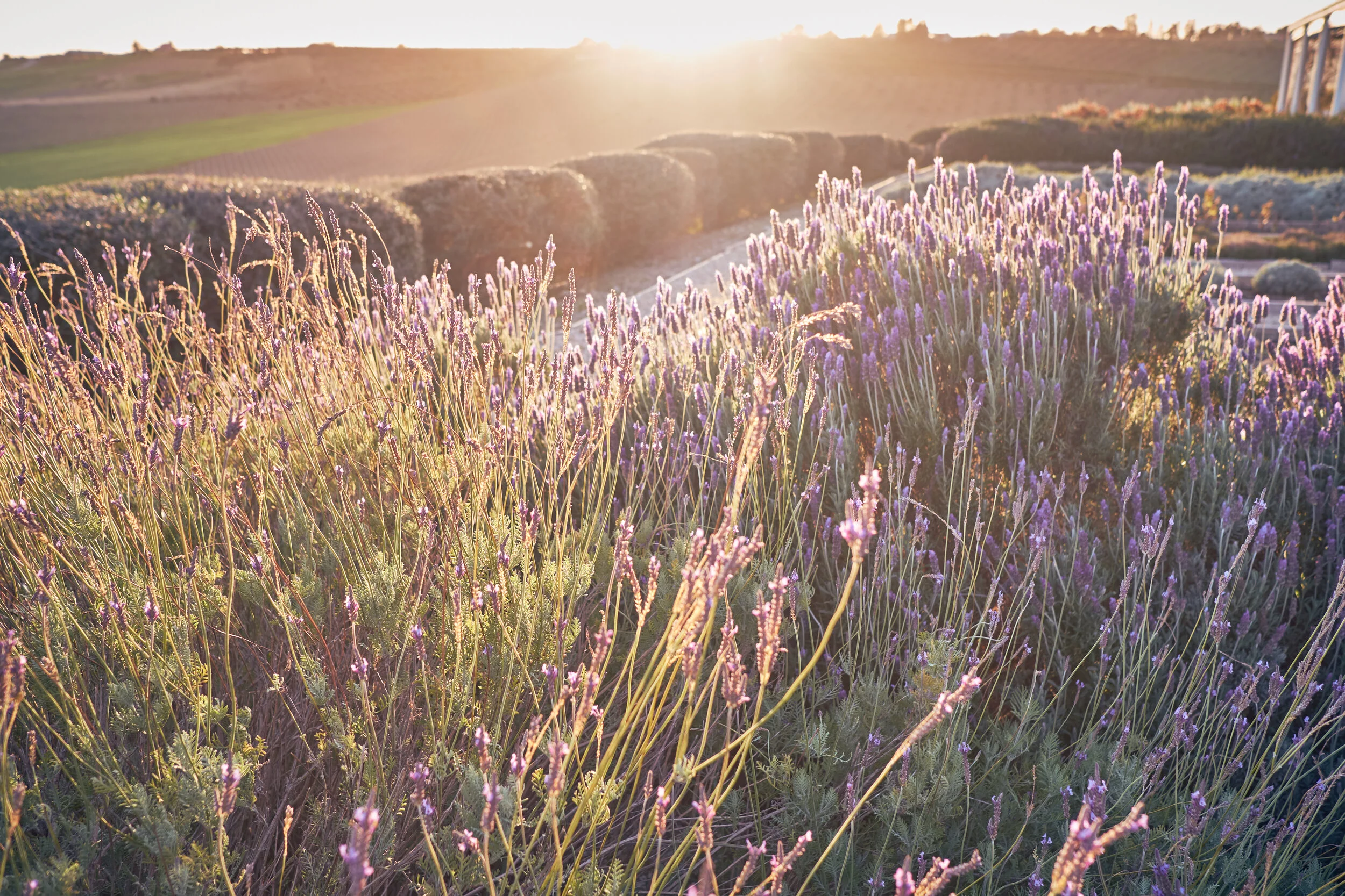 _DSF9617 _danielemari.jpg