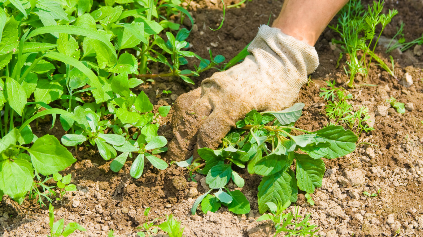 A person wearing a gardening glove weeding a flower bed surrounded by other plants and soil.