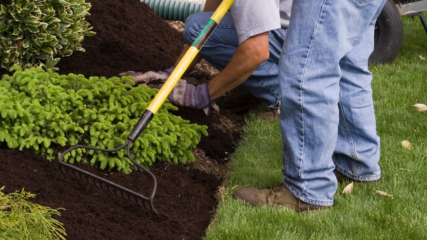 installing mulch in a flower bed, using a rake to tend to a flower bed with green plants and dark soil, on a grassy lawn.
