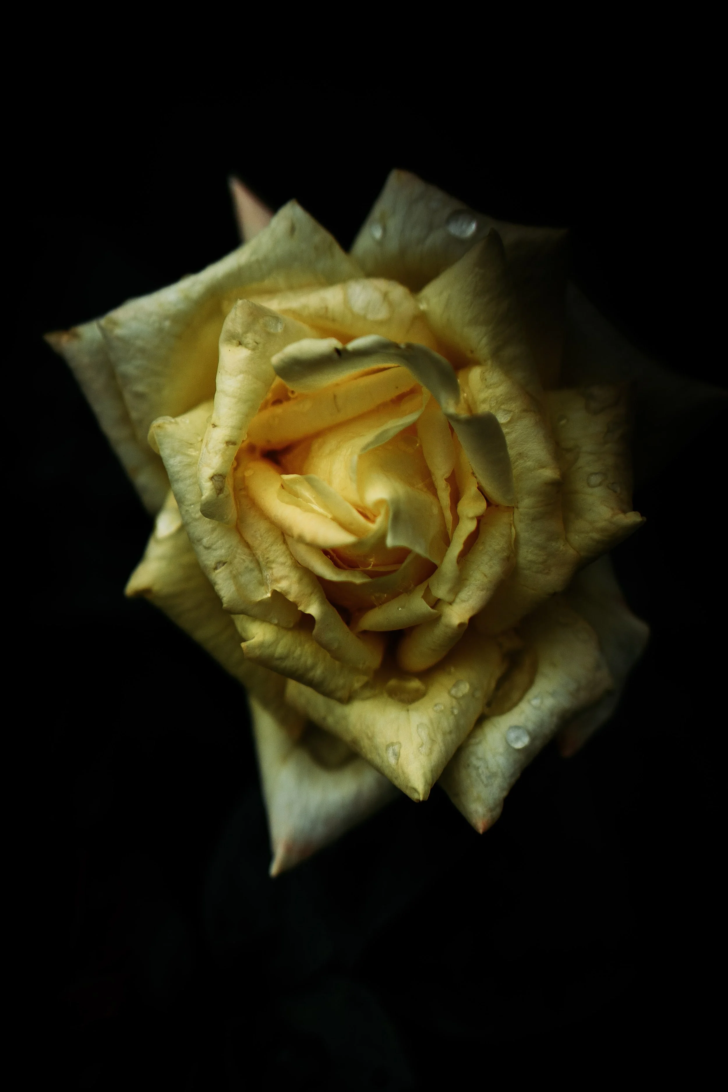 MomDayOutJuliaDavis2019 (10).jpg