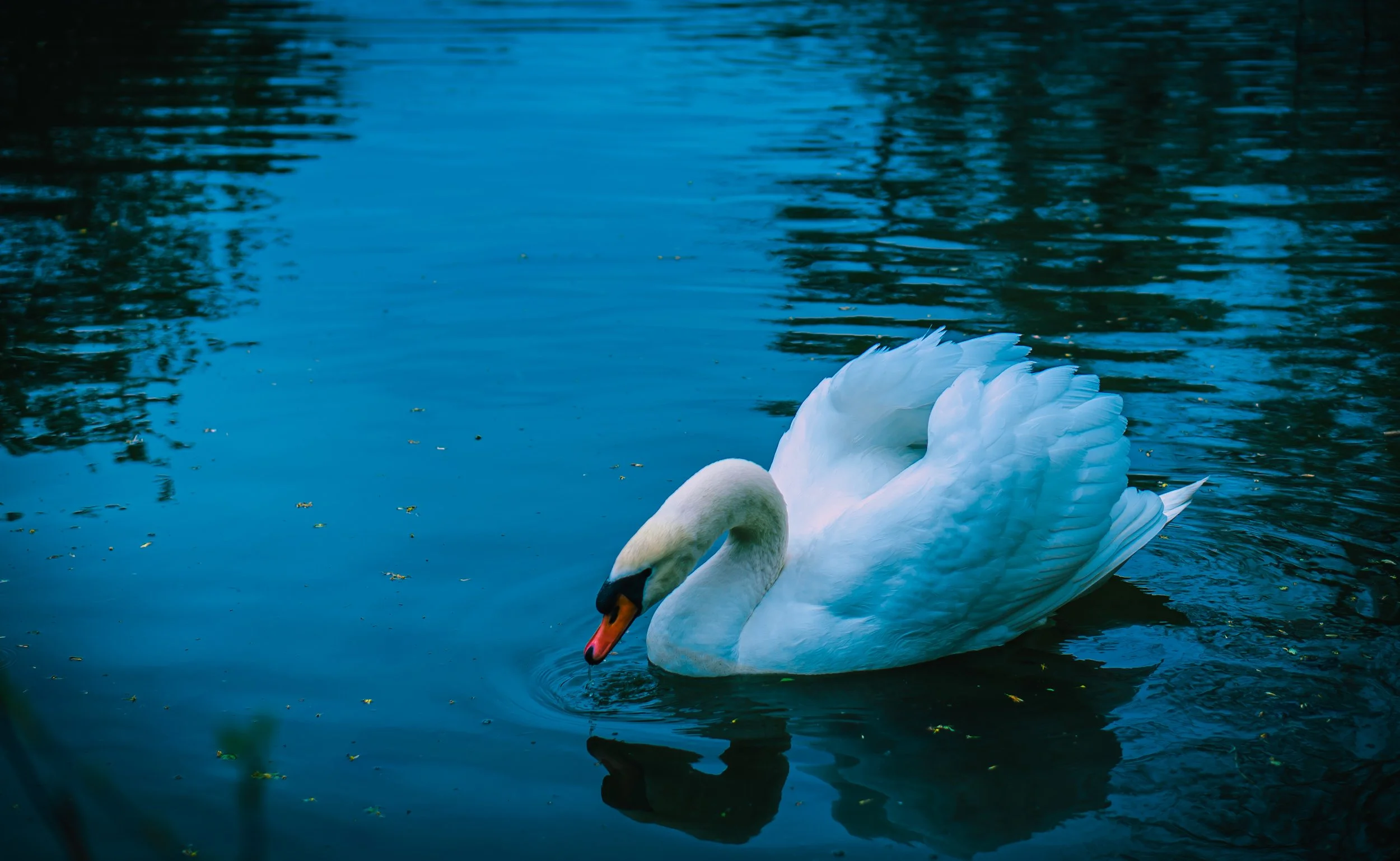 AlphaMaleSwan (6).jpg