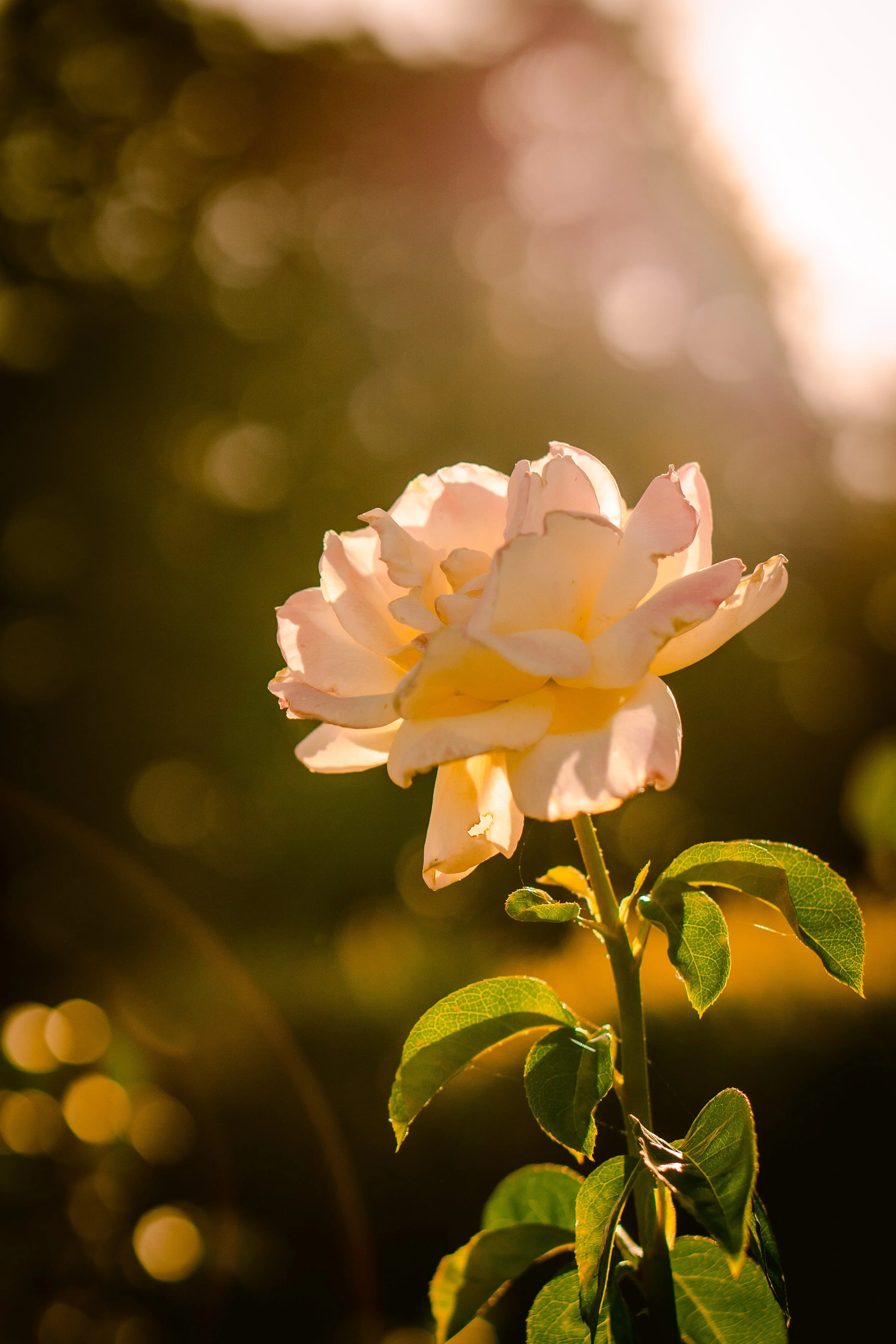 BrightFlowerDepot (1).jpg