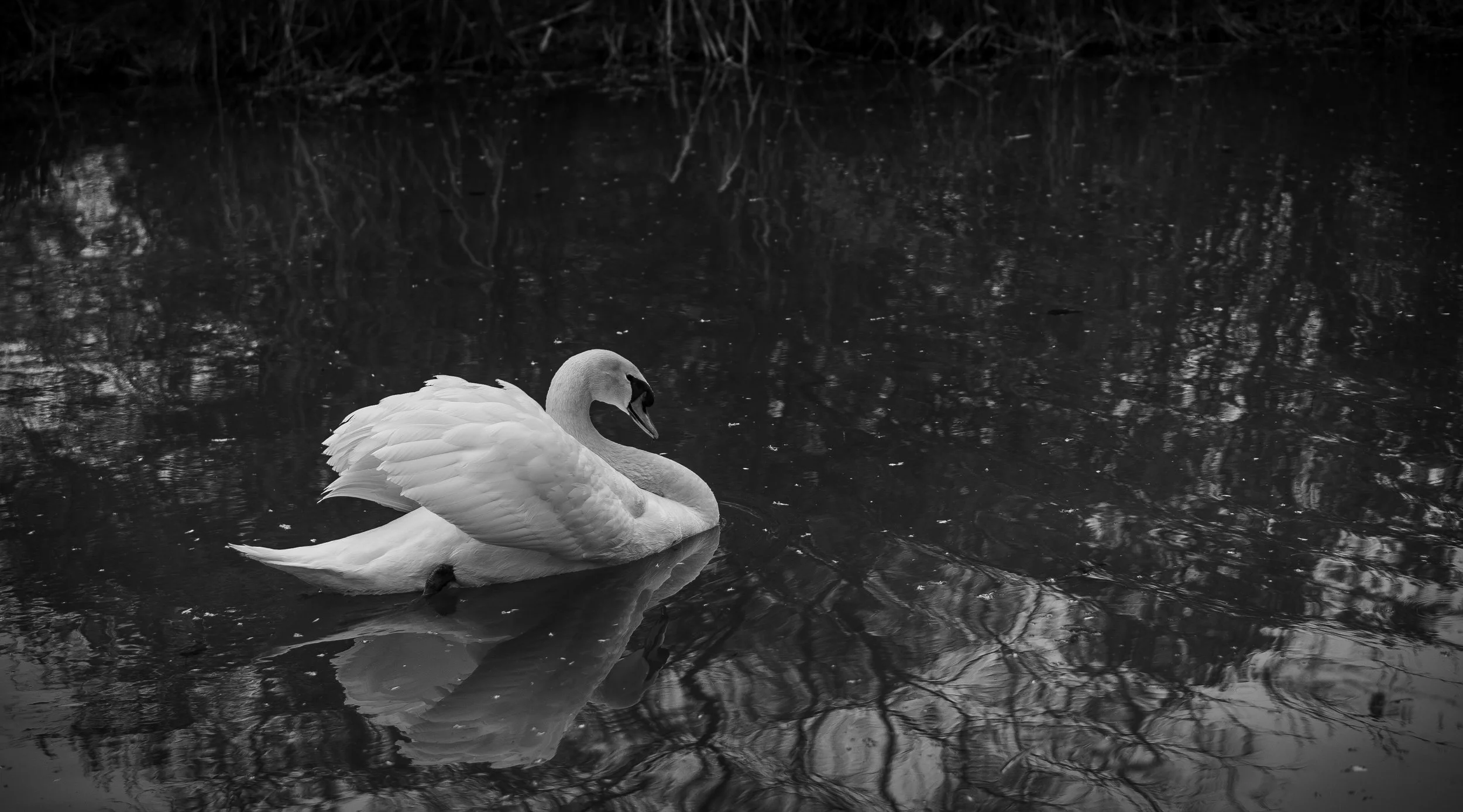 AlphaMaleSwan (12).jpg