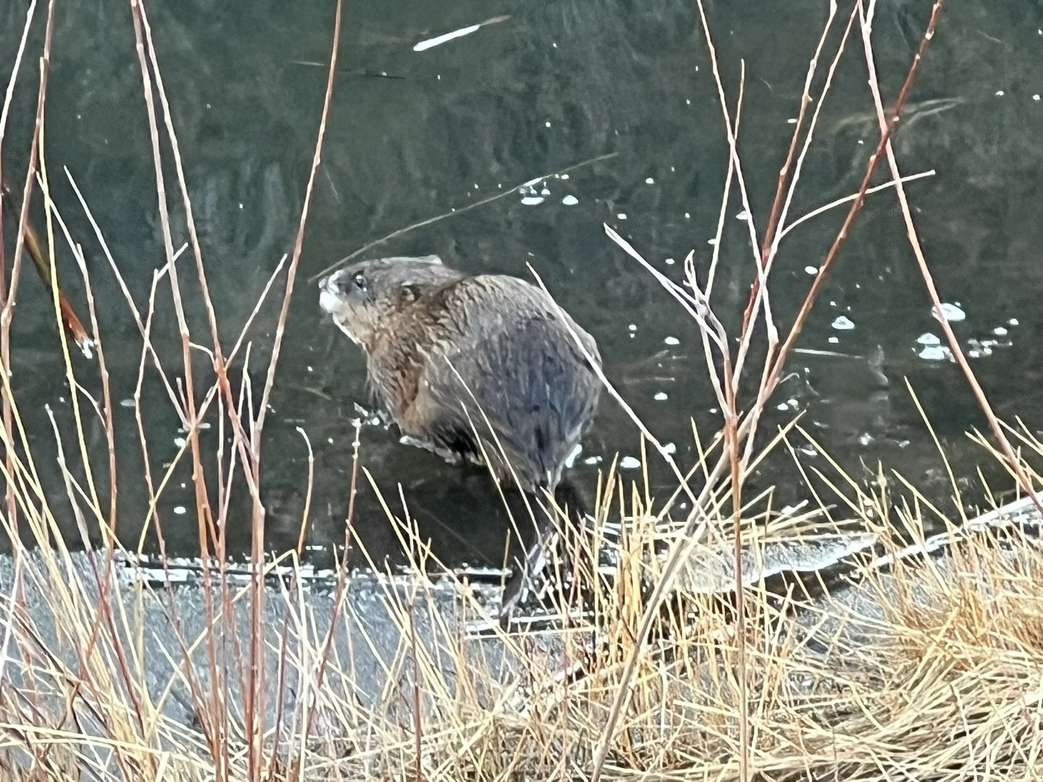 Beavers in the wetland
