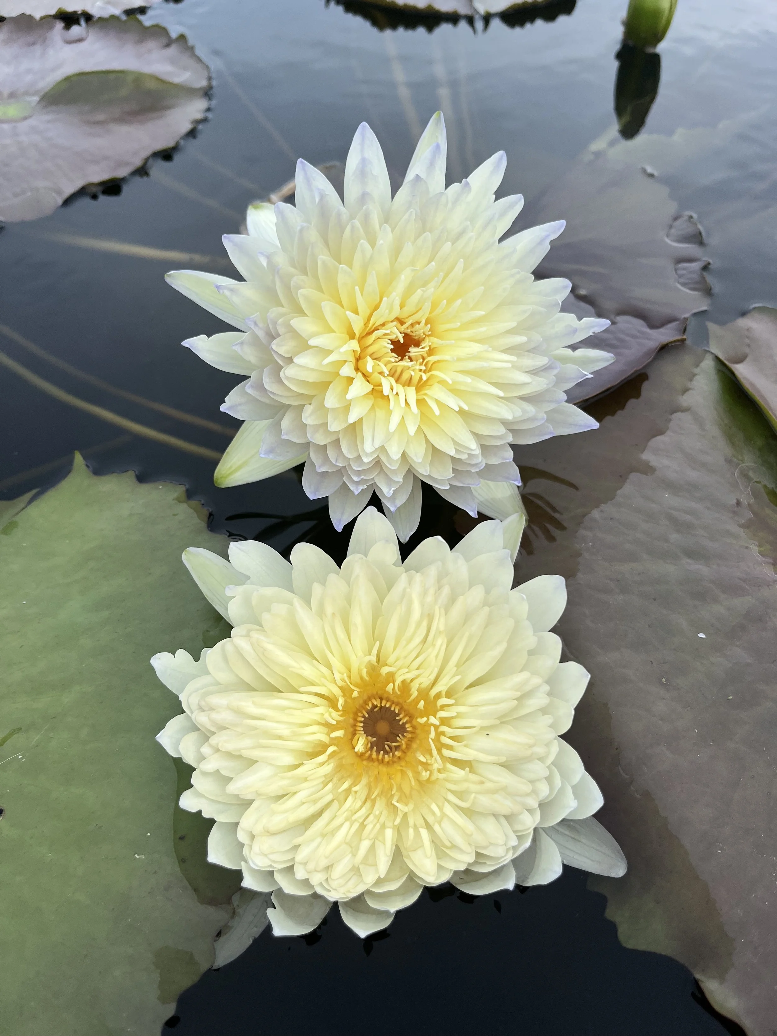 Lotus flowers on a pond.