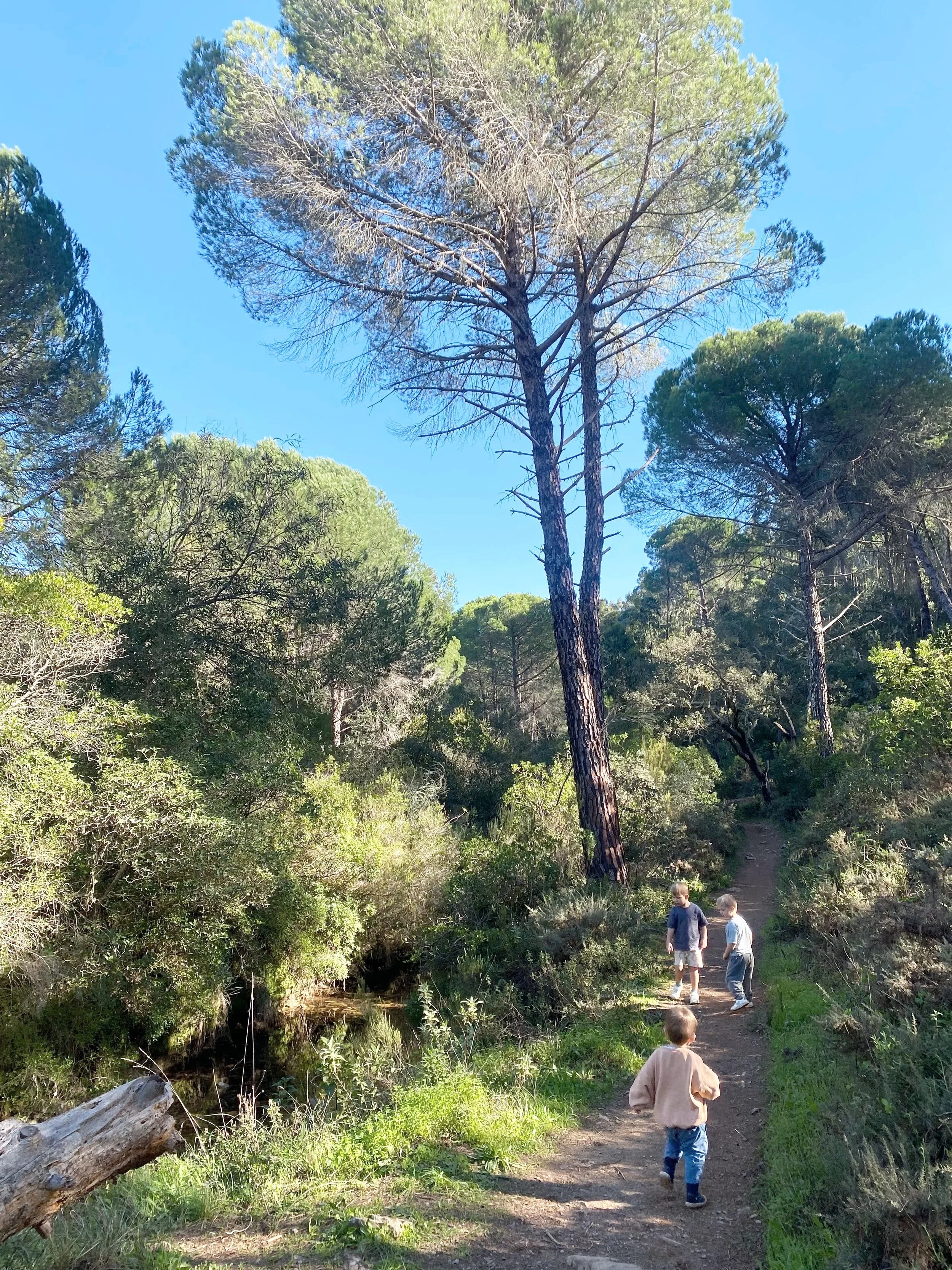 Two boys walking on a forest trail with tall trees and green foliage on a sunny day.