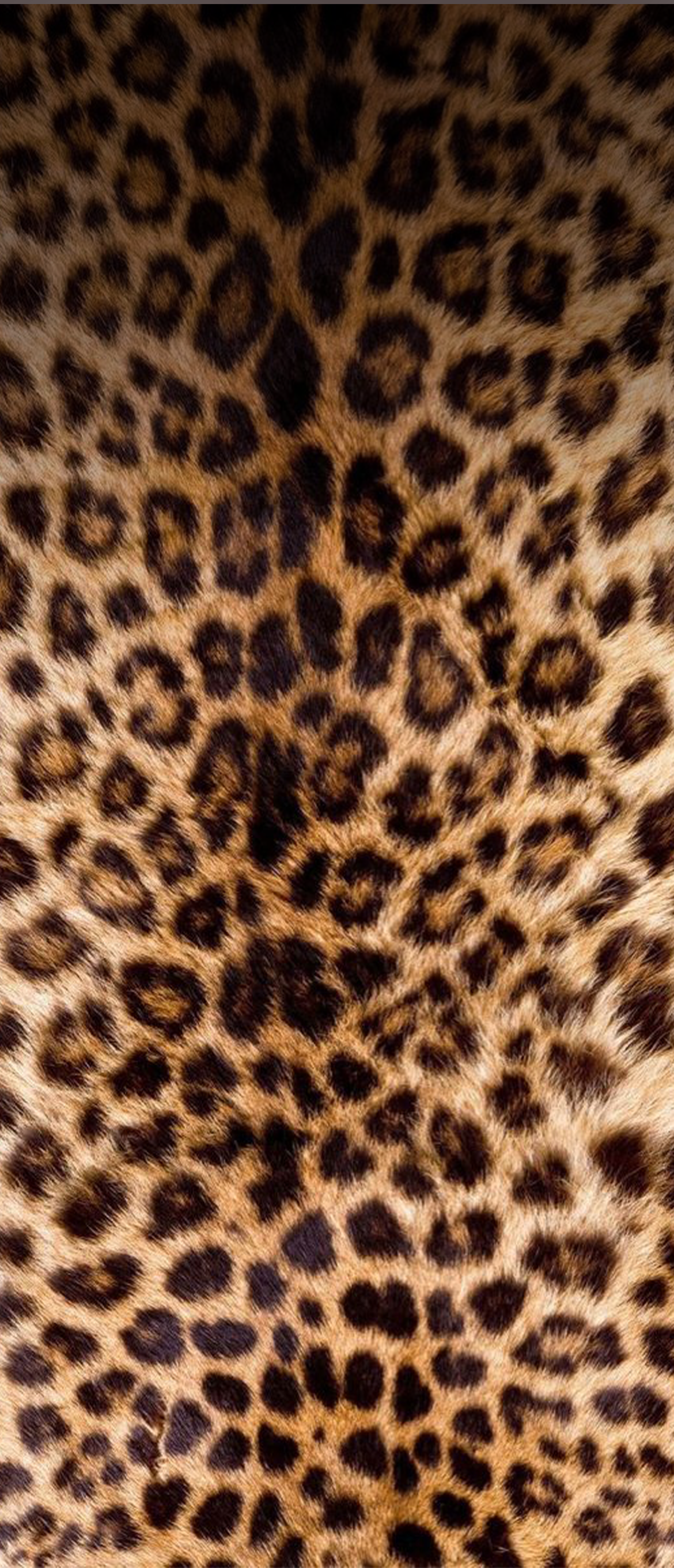 cheetah bg 1.png
