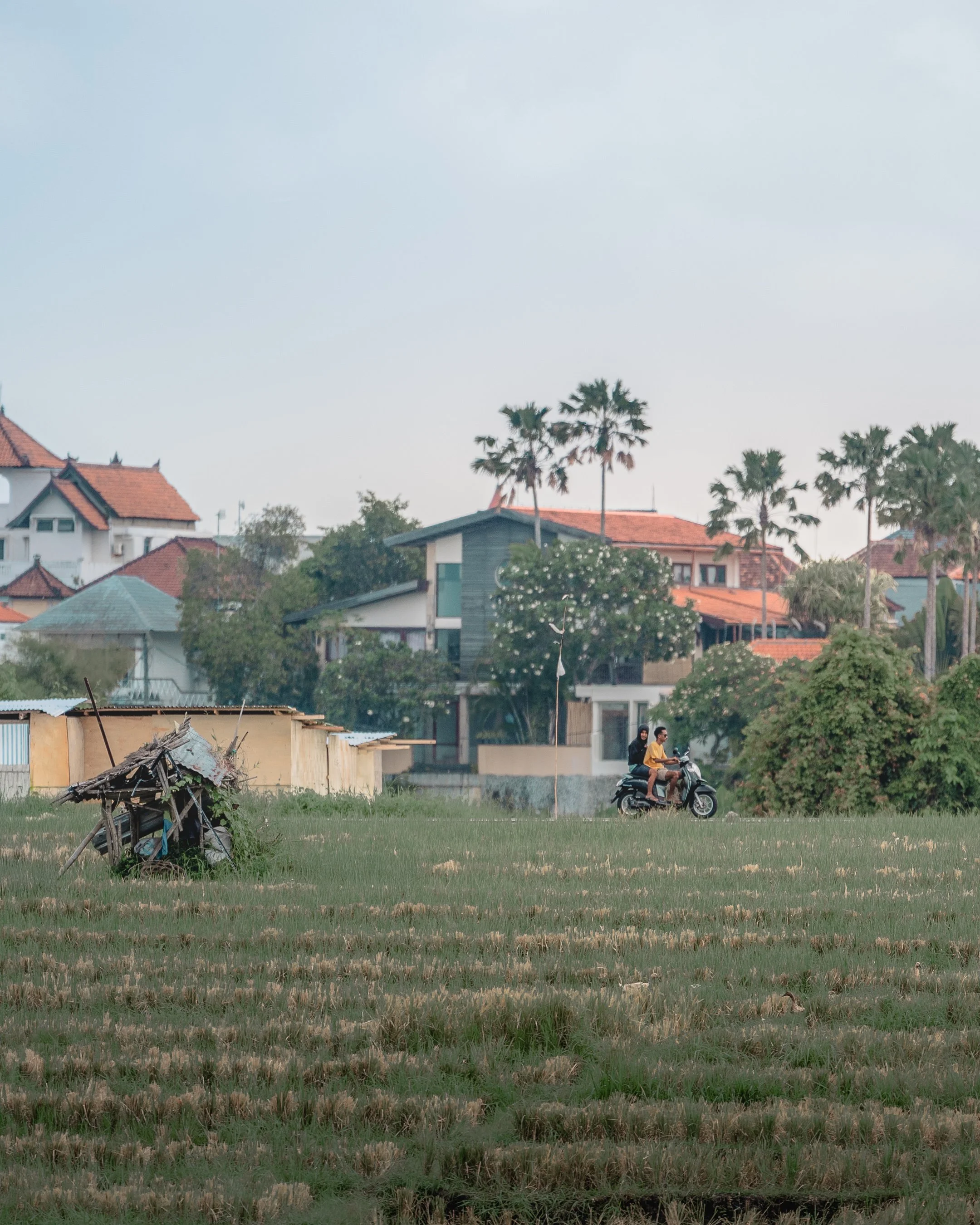A grassy field with some houses and palm trees in the background. Two people are riding a scooter in the field.