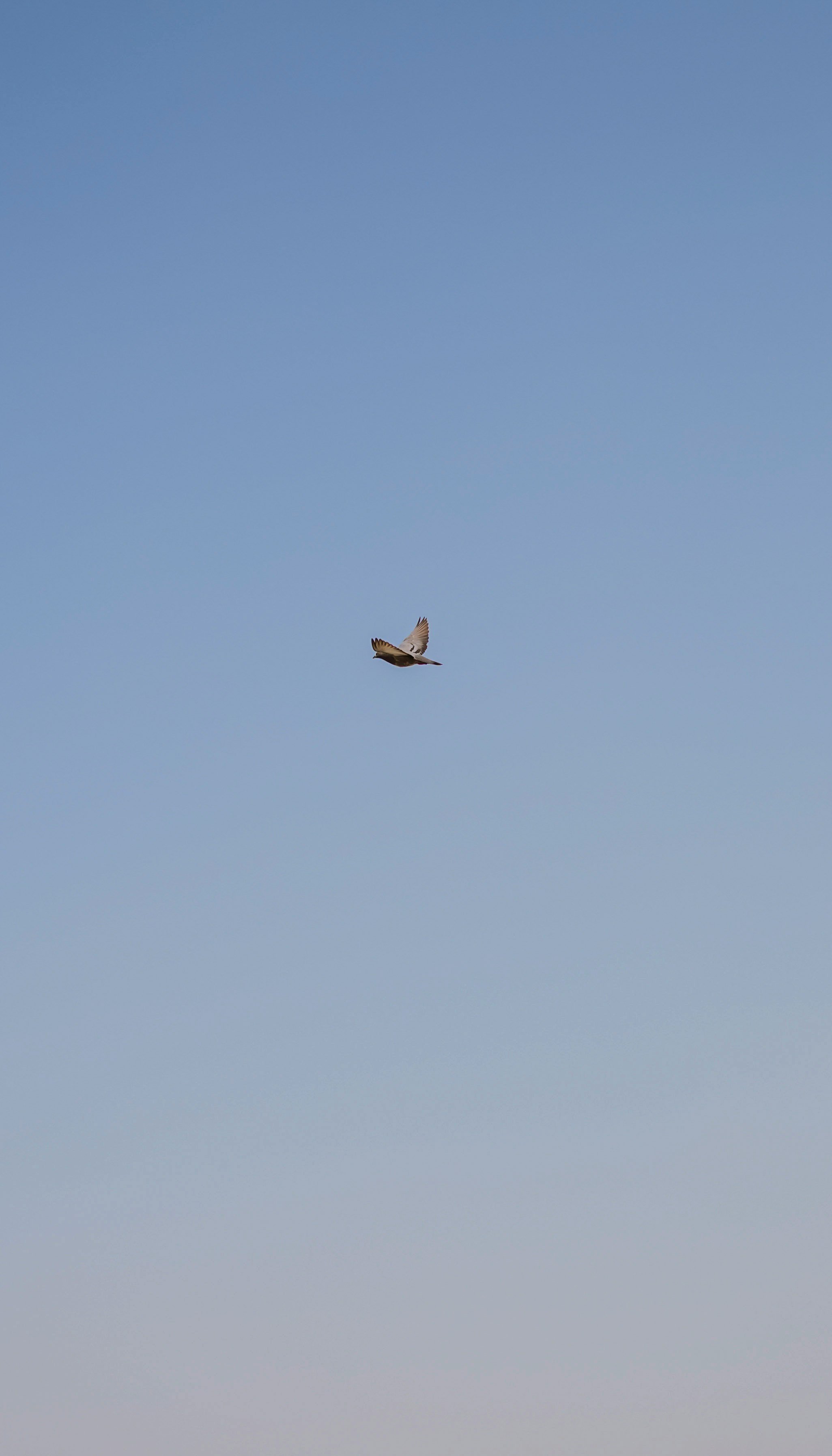 A bird flying in a clear blue sky.