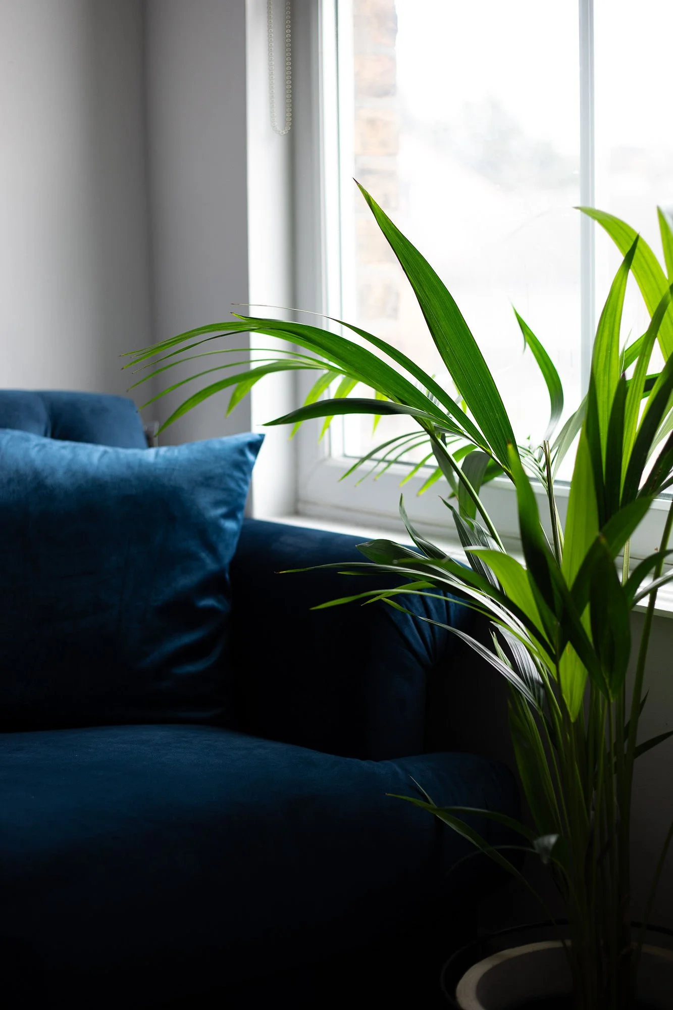 Indoor scene with a dark blue velvet sofa and matching cushions near a large window. A green houseplant with long leaves is in the foreground, and natural light is coming through the window.
