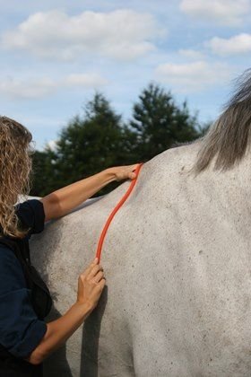 Saddle Fit Evaluations (any brand)