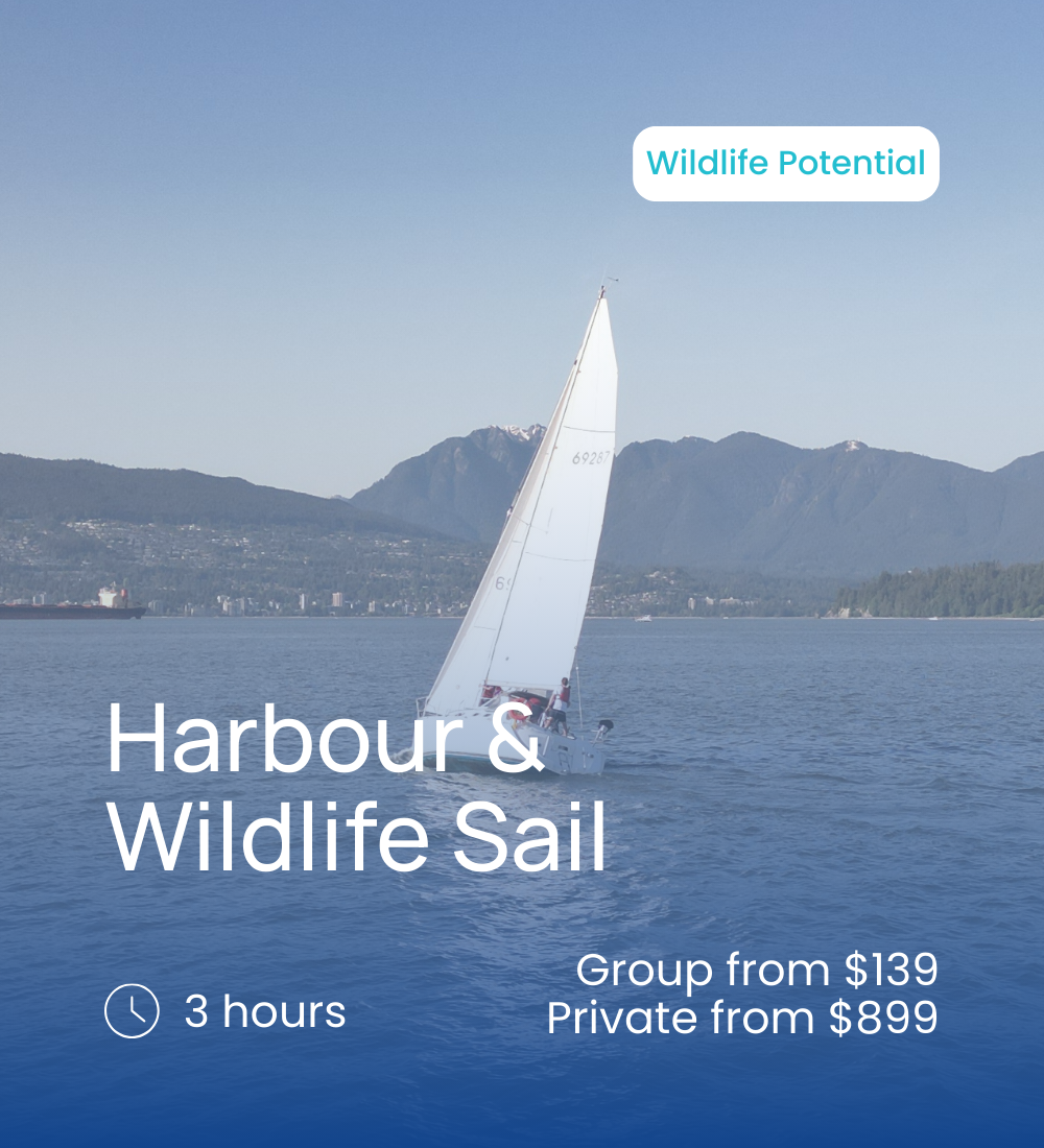 Harbour & Wildlife Sail