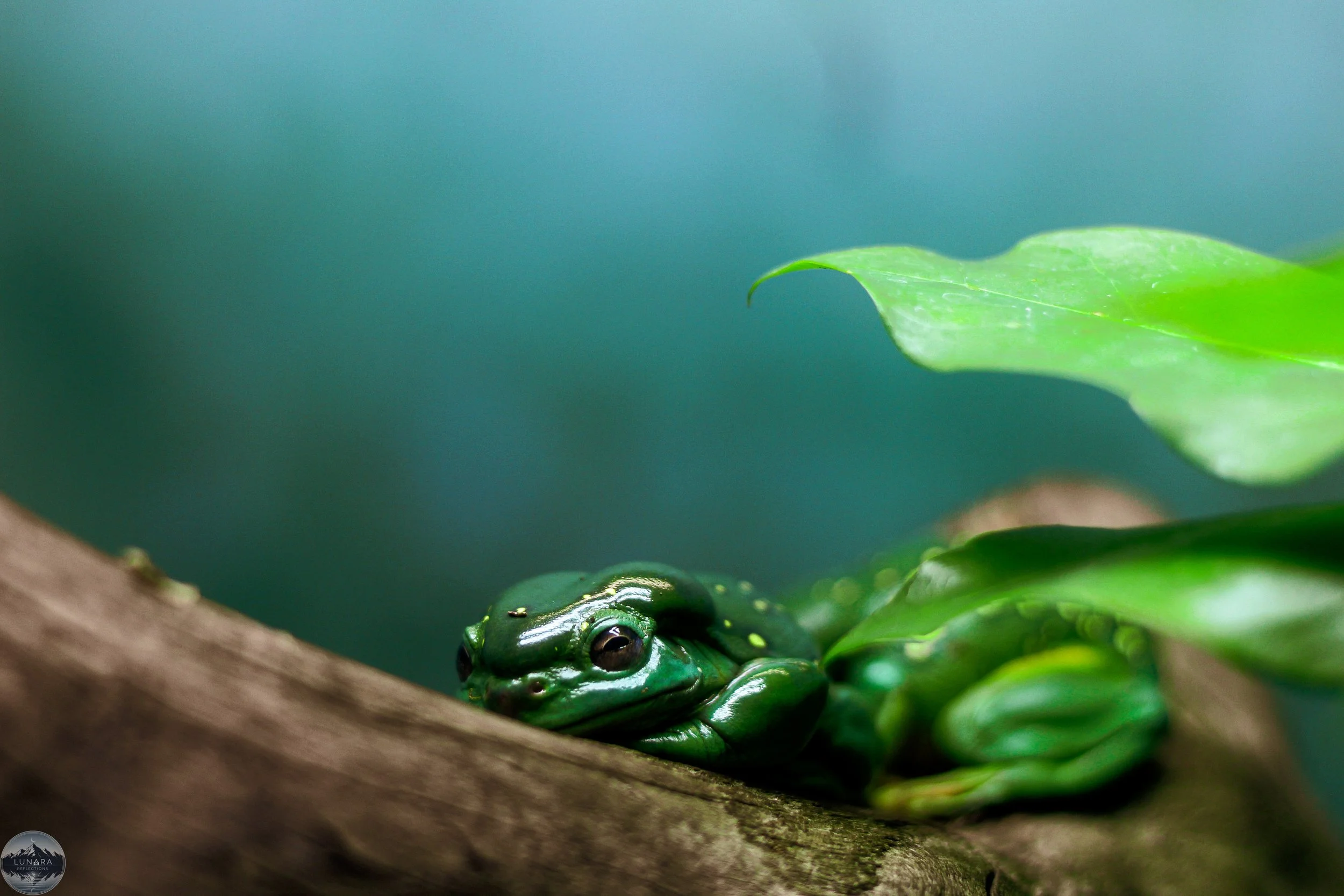 A green frog resting on a tree branch surrounded by leaves