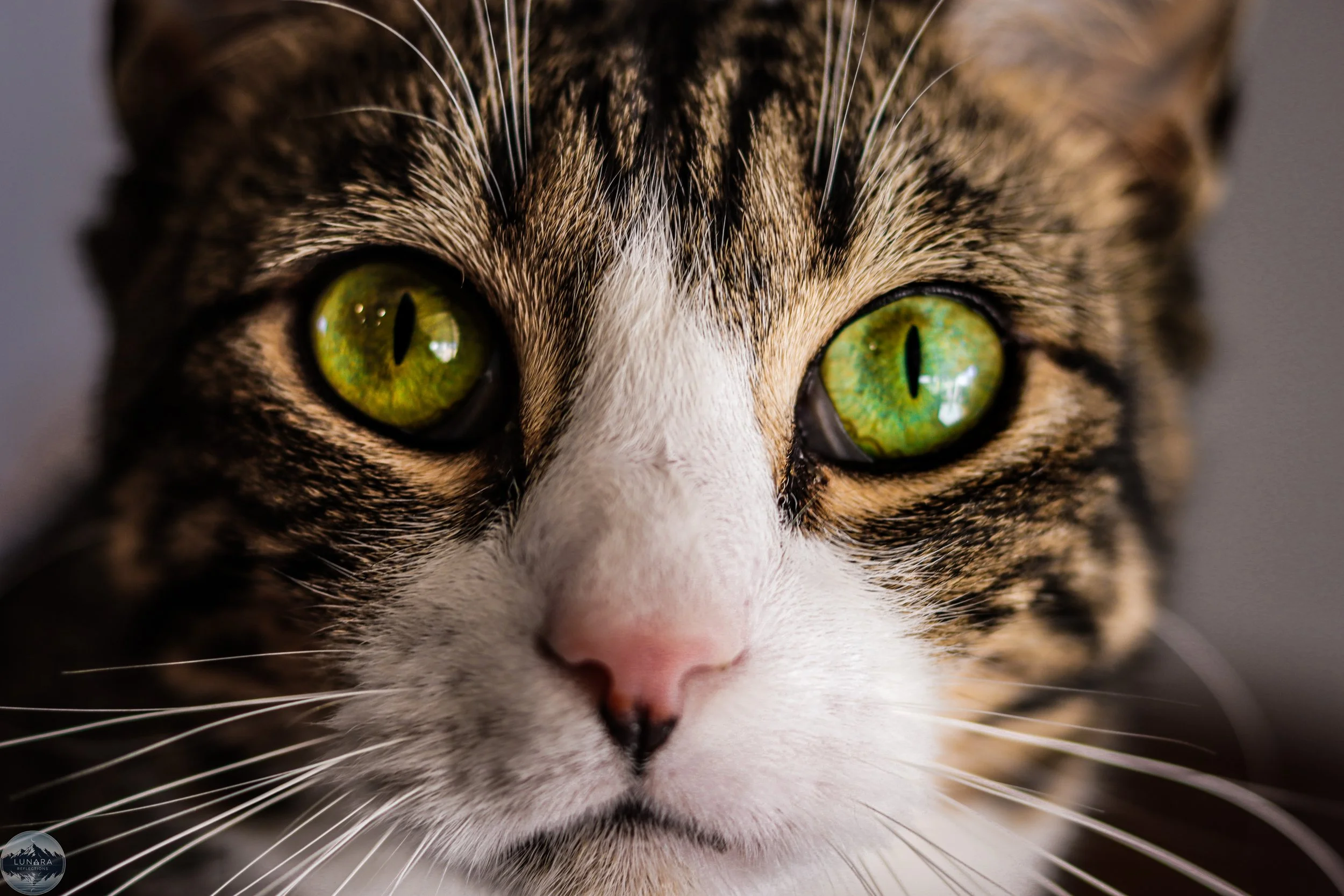 Close-up of a tabby cat's face with green-yellow eyes, white nose, and striped fur.